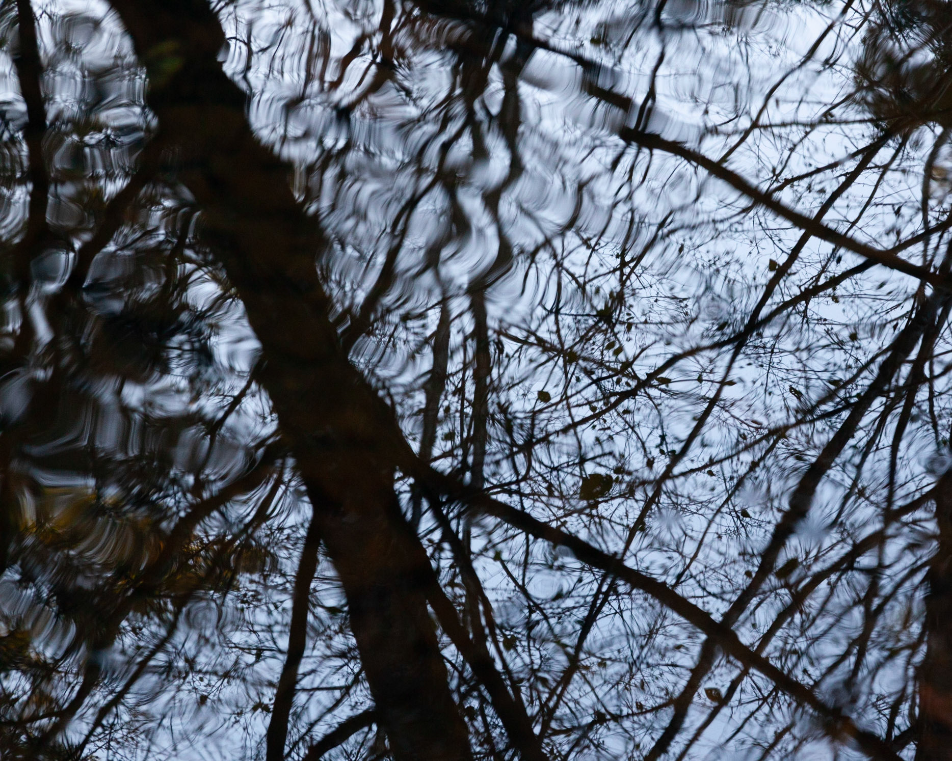 Shadows, Gazos Creek, 2021