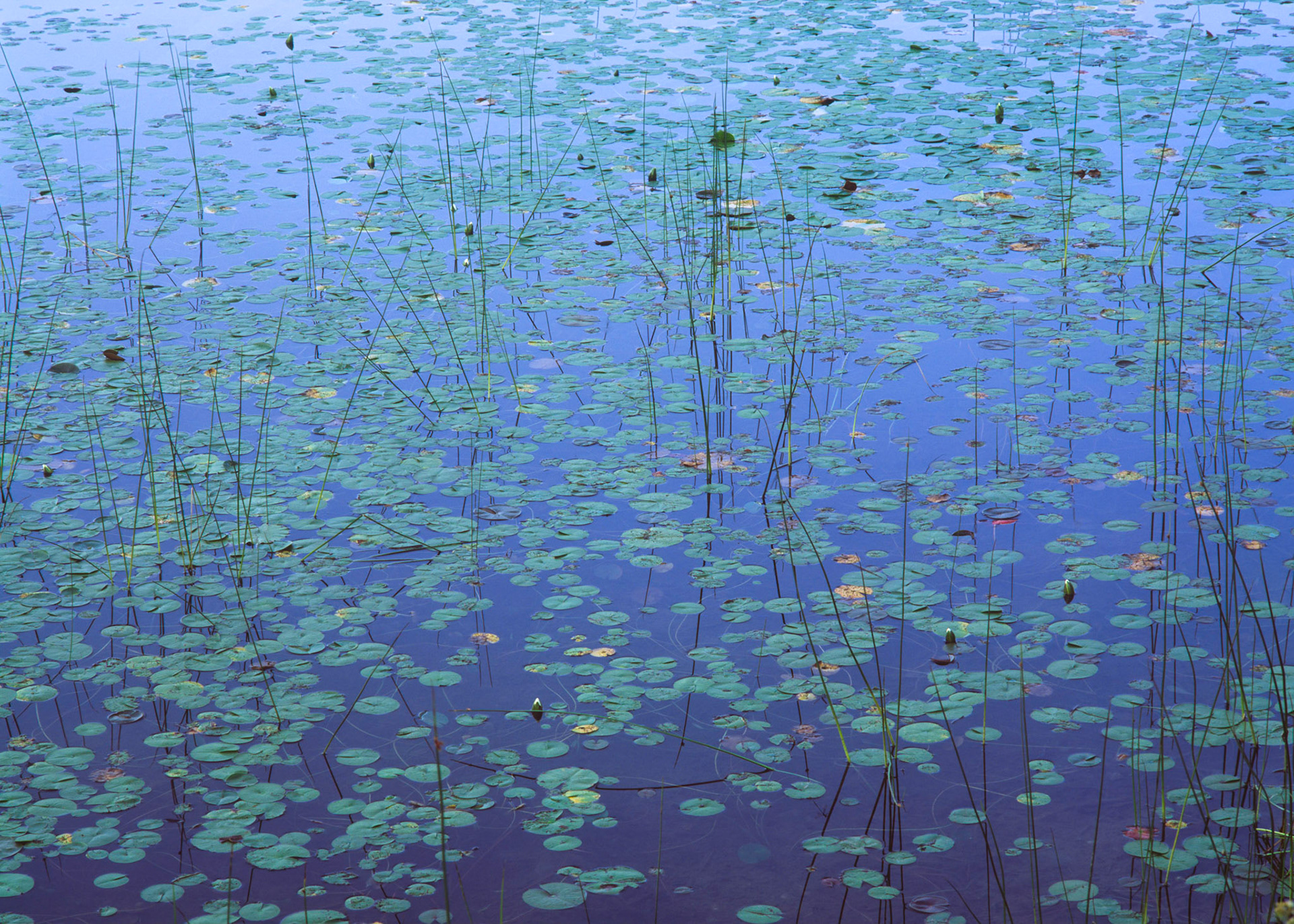 Symmetry, Long Pond, Acadia, 2002