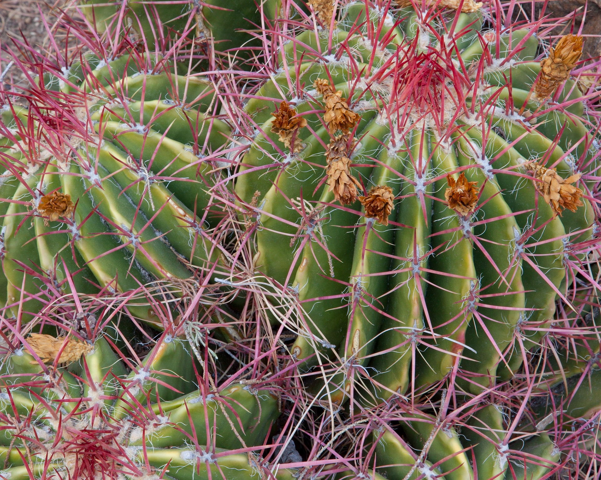 Cactus, Stanford, 2009