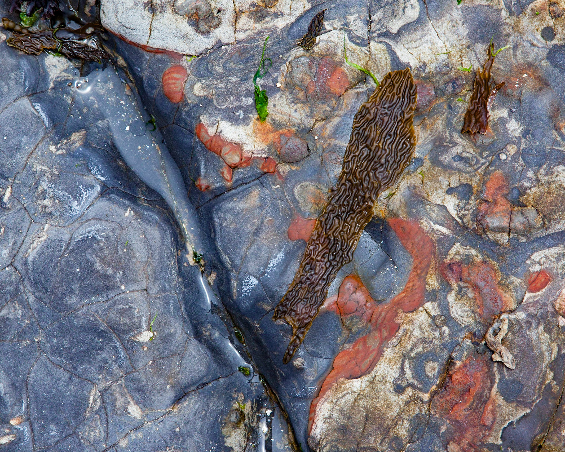 Riot, Point Lobos, 2015