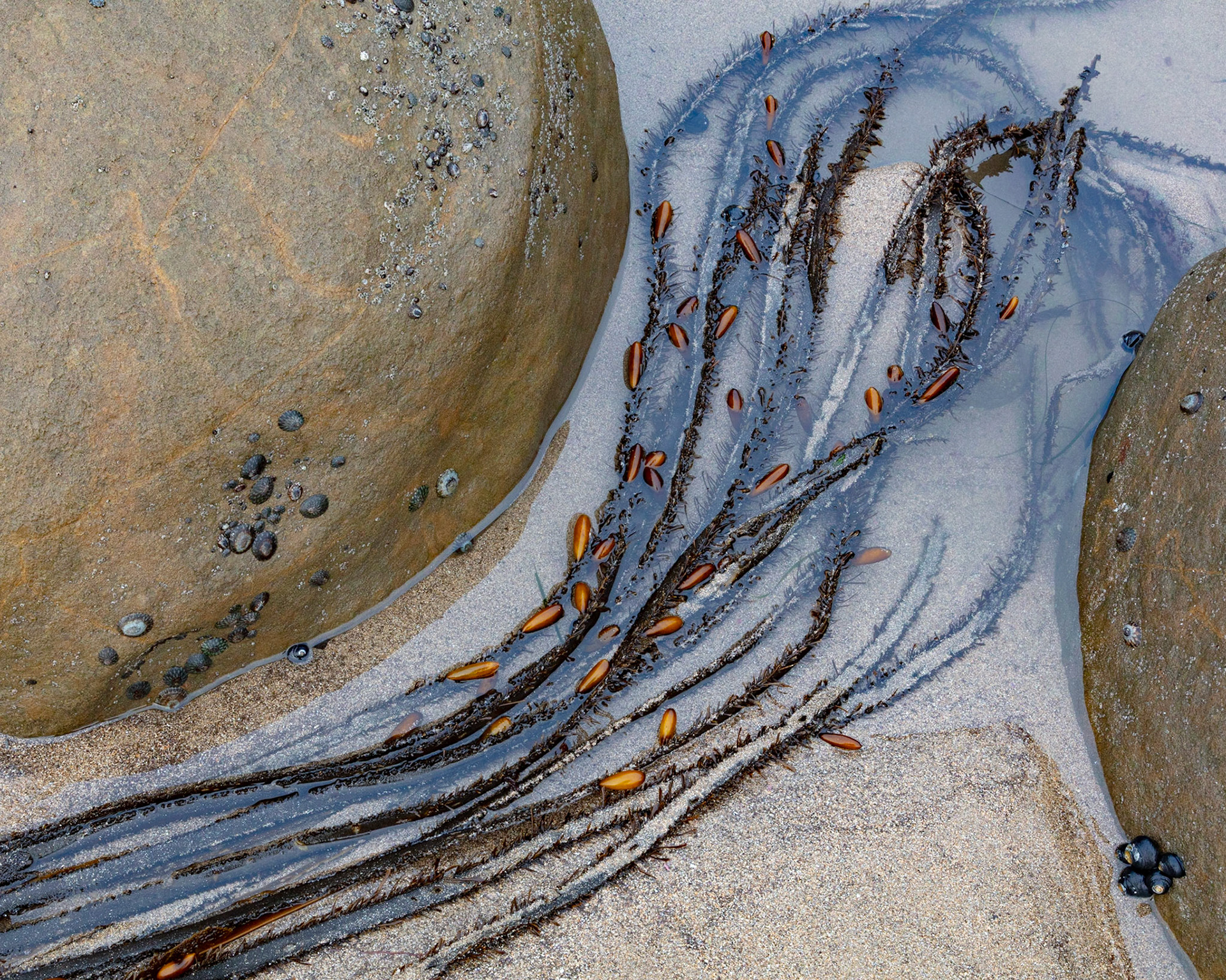 Seaweed Embrace, Point Arena, 2022