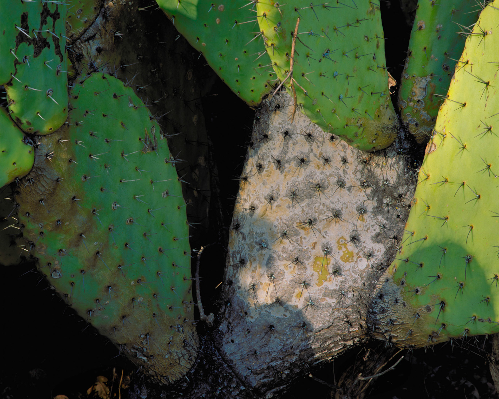 Cactus, Sunol, 2000