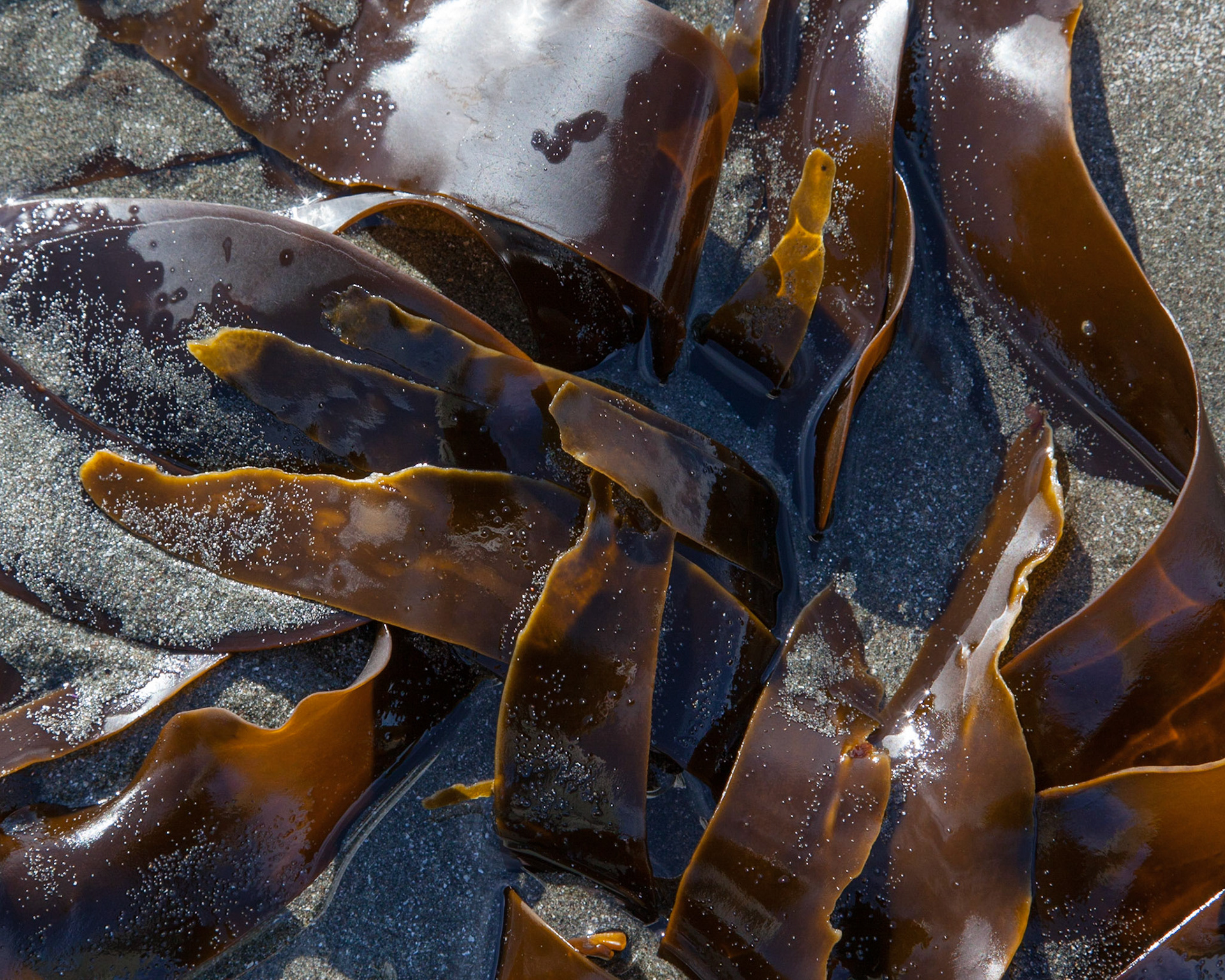 Sandy Kelp, Sea Ranch, 2015