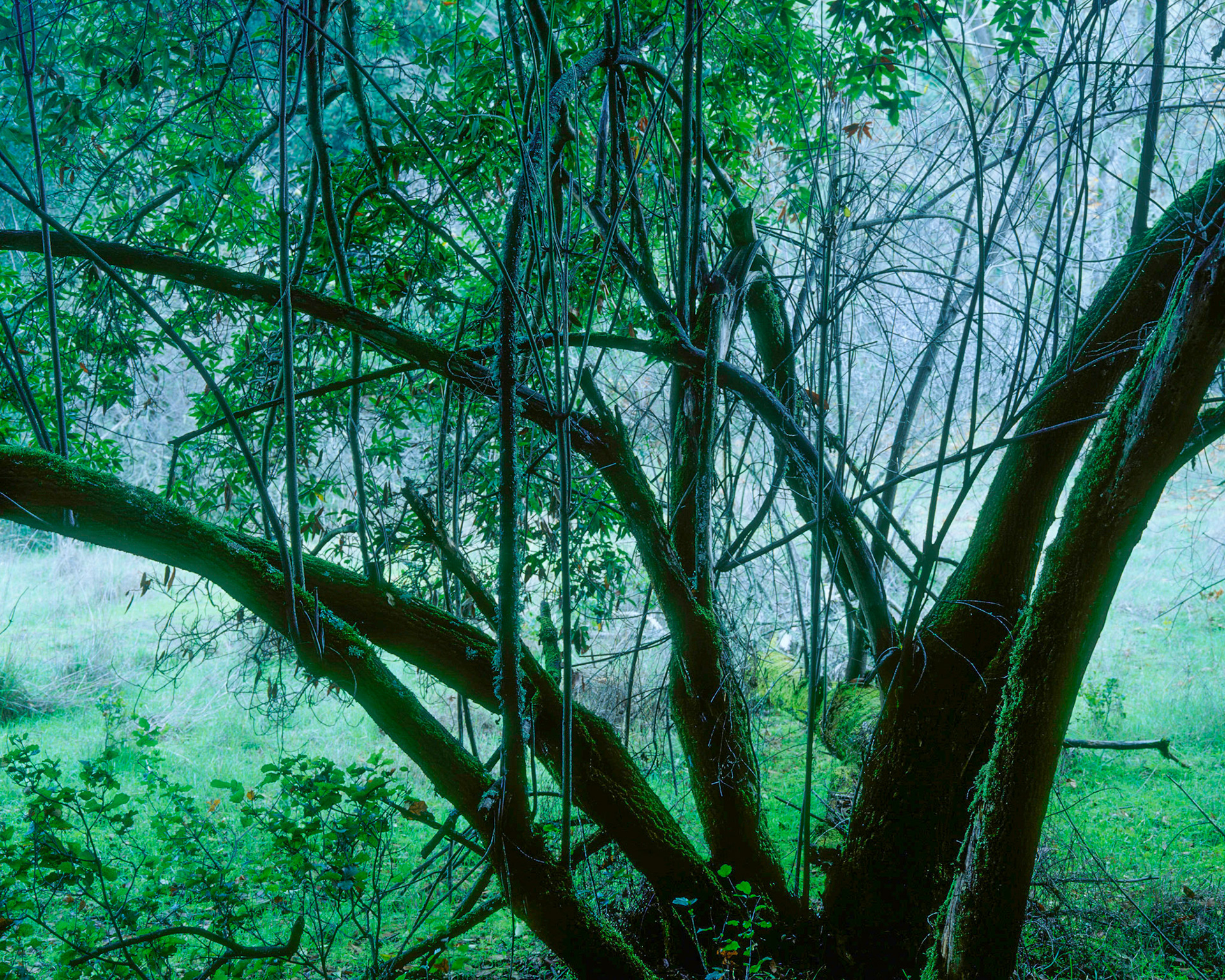 Looking Out, Wildhorse Valley, 2005