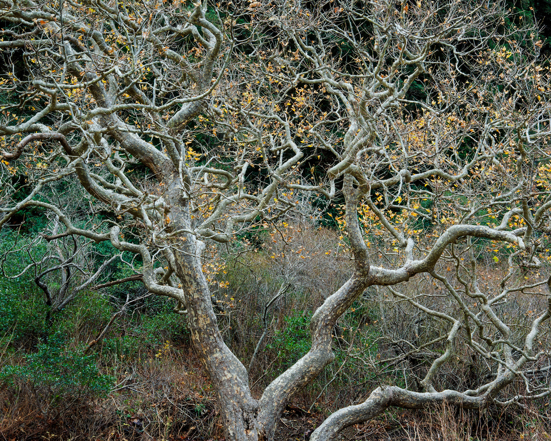Sycamore, Big Sur, 2004