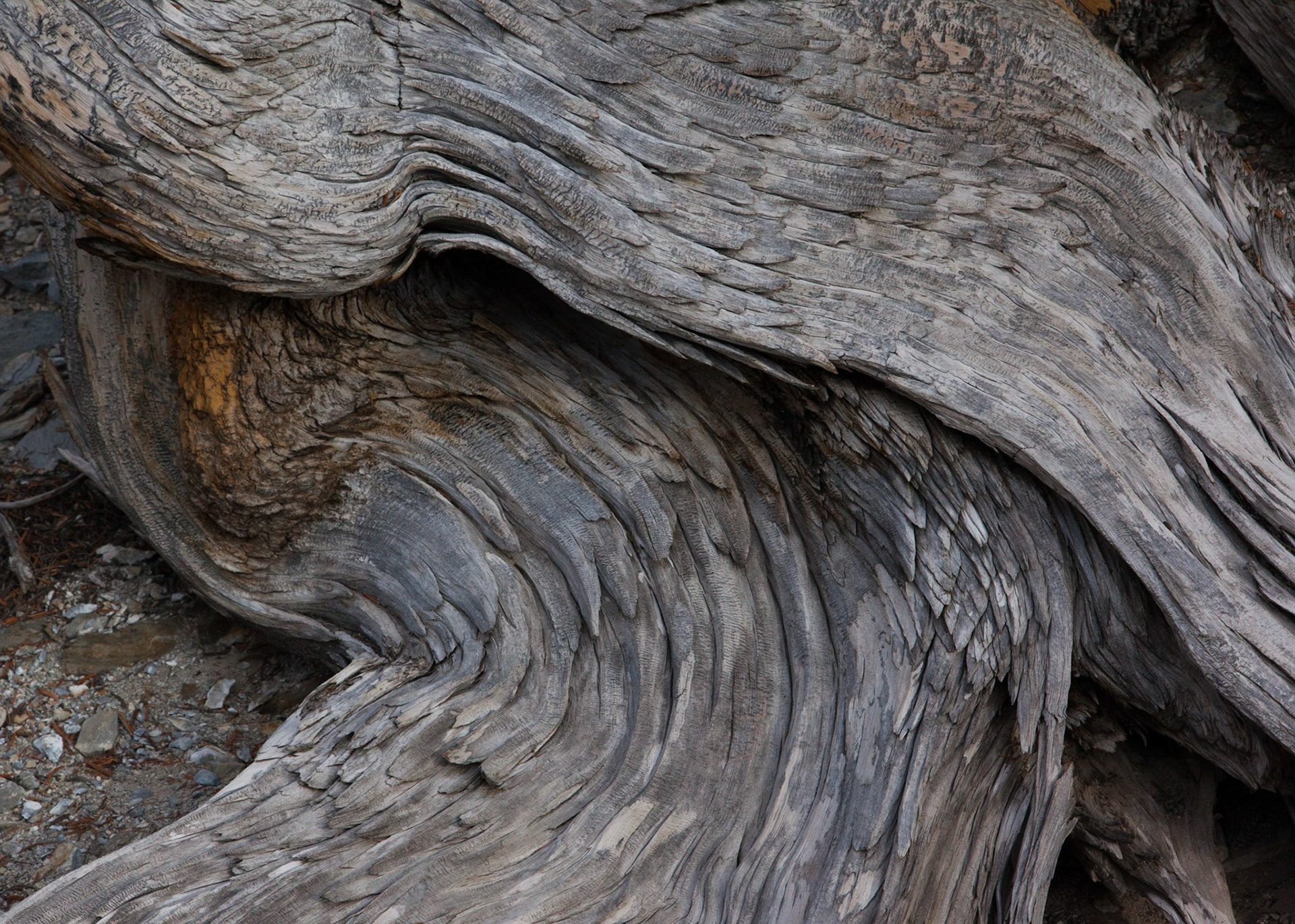 Roots, Ancient Bristlecone, 2012