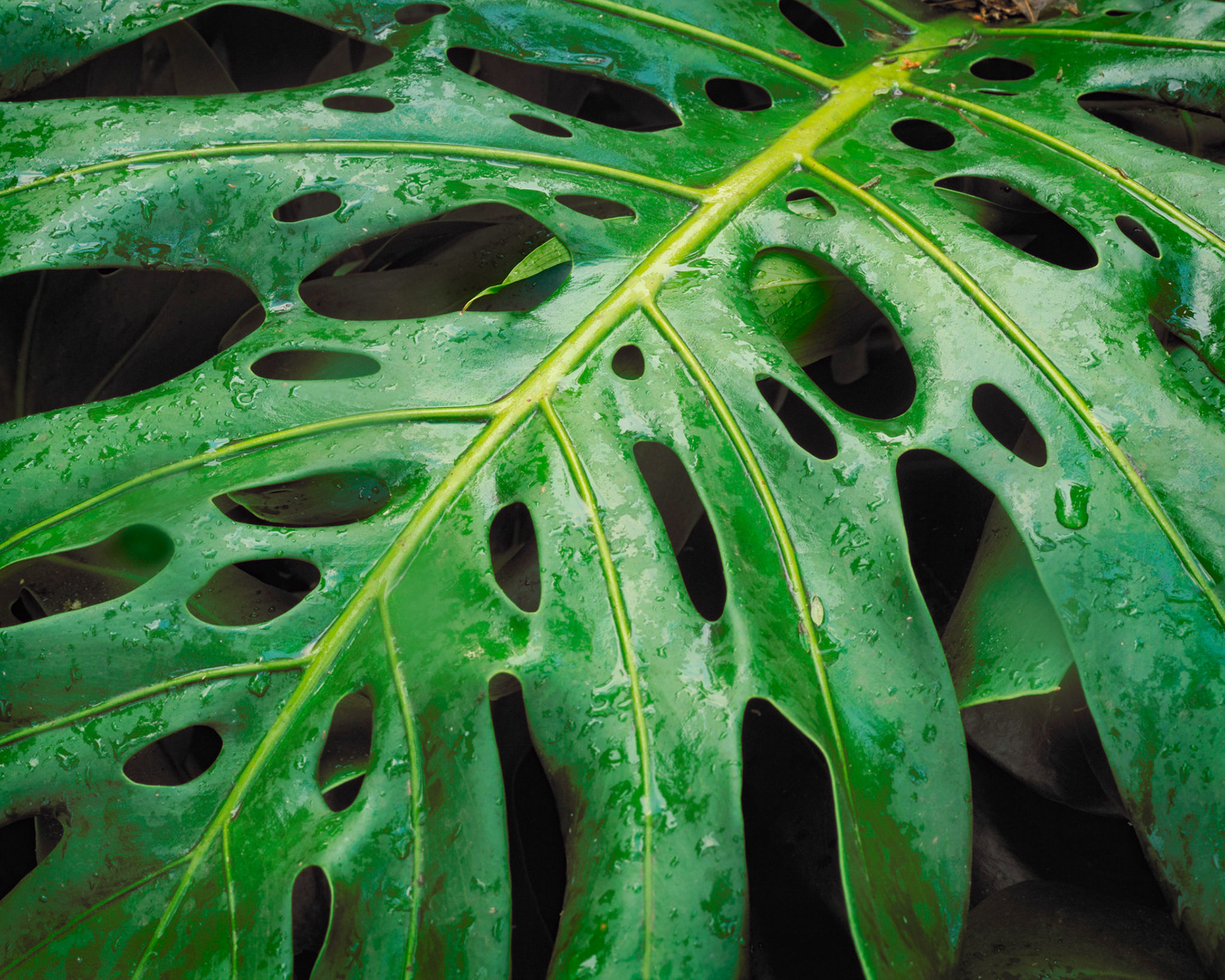 Monstera, Alajuela, 1999