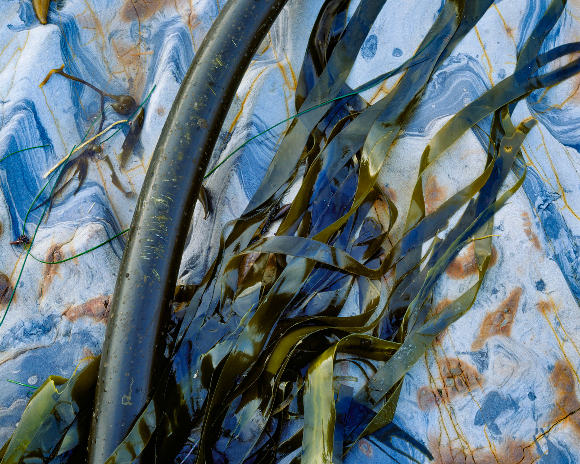 Kelp Harmony, Point Lobos, 2003