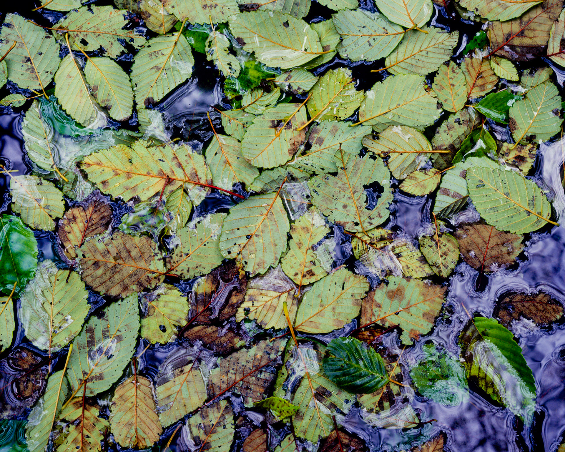 Alder Leaves, Gazos Creek, 2009