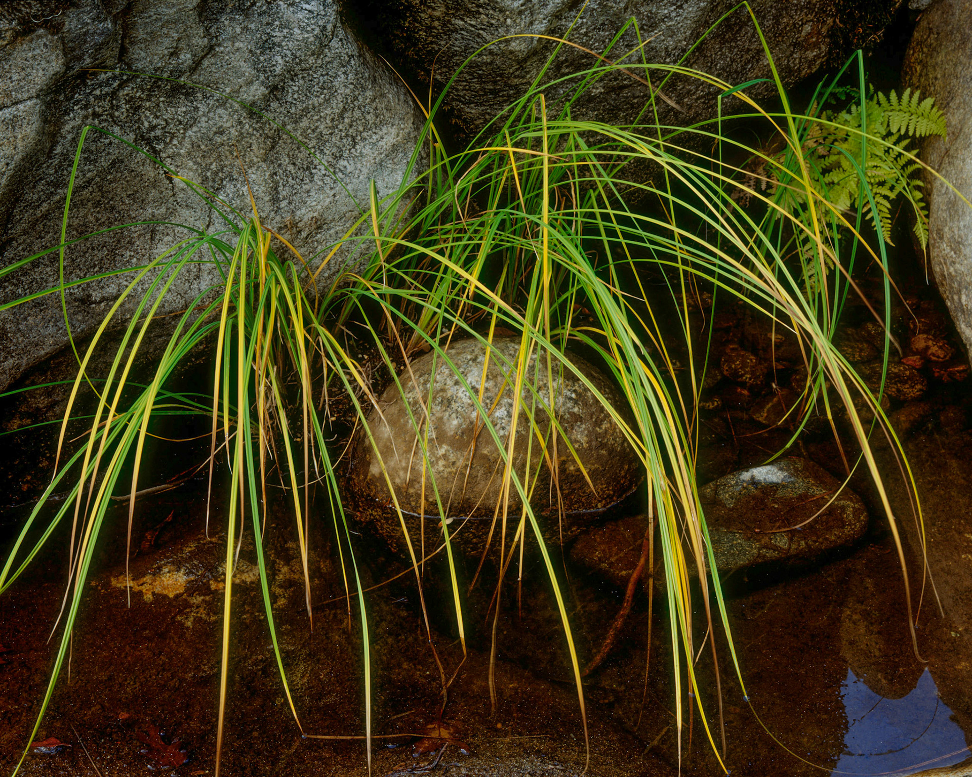 Reeds, Stanislaus River, 2006