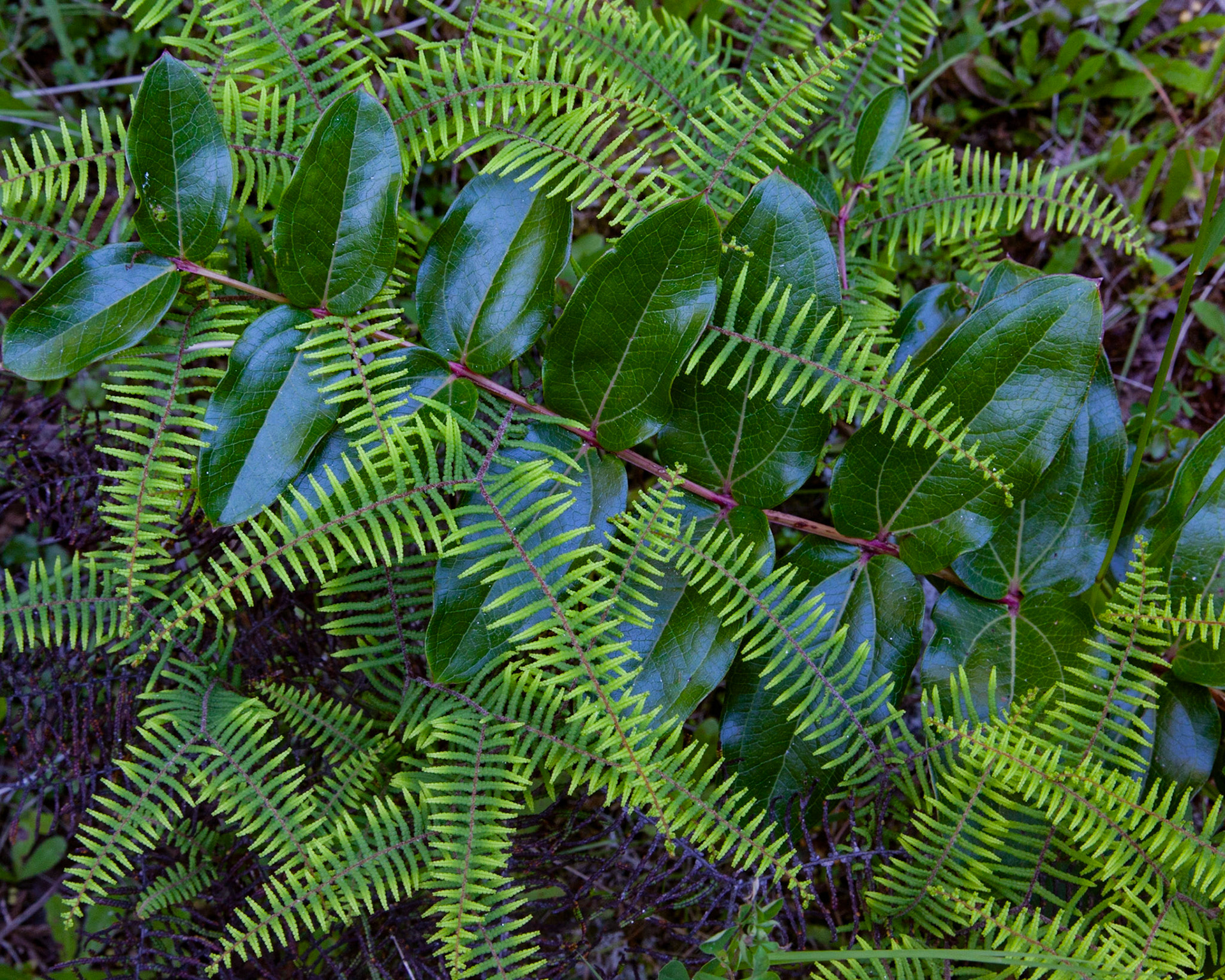 Fern Affinity, New Zealand, 2017