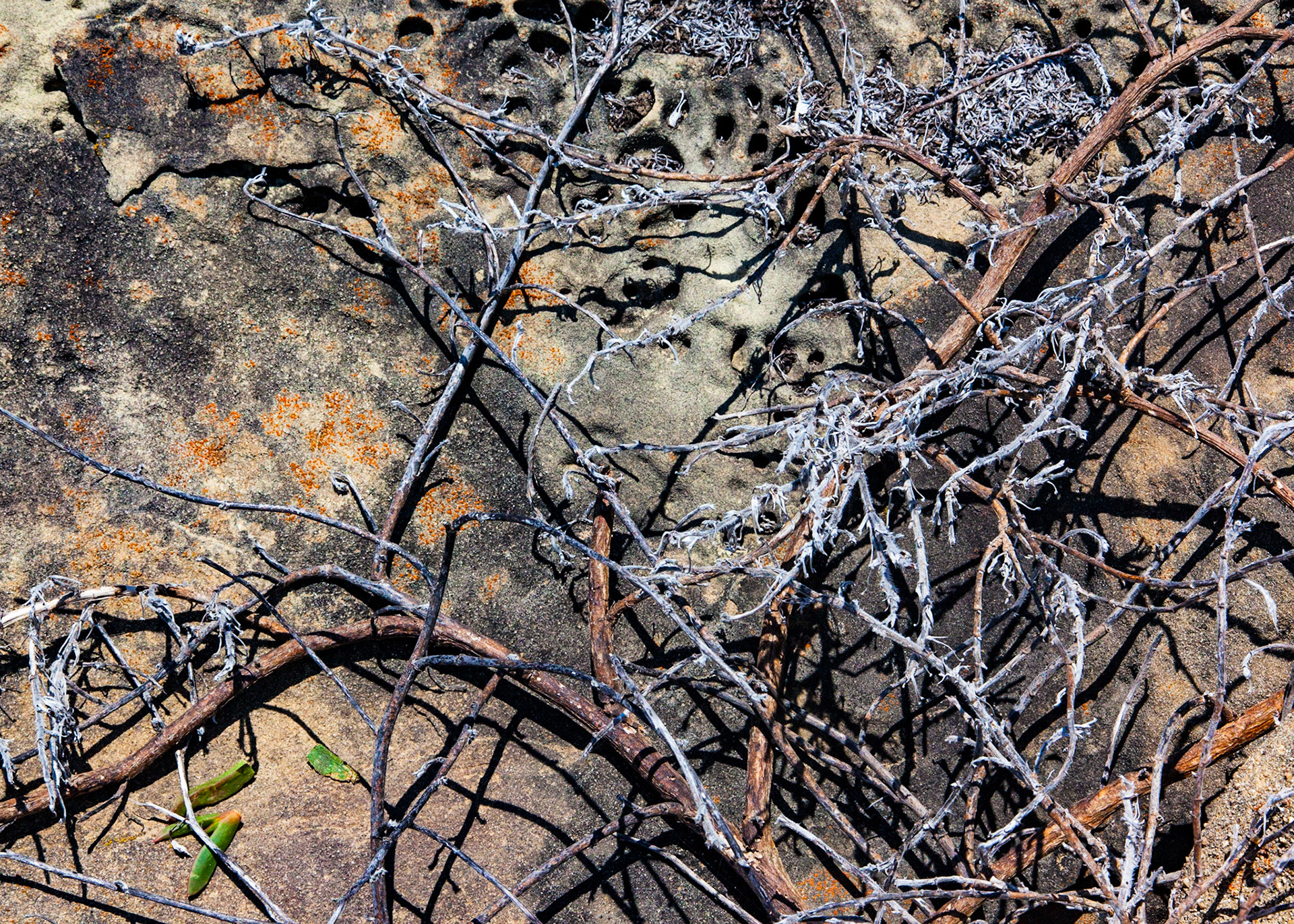 Tangle, Salt Point, 2016