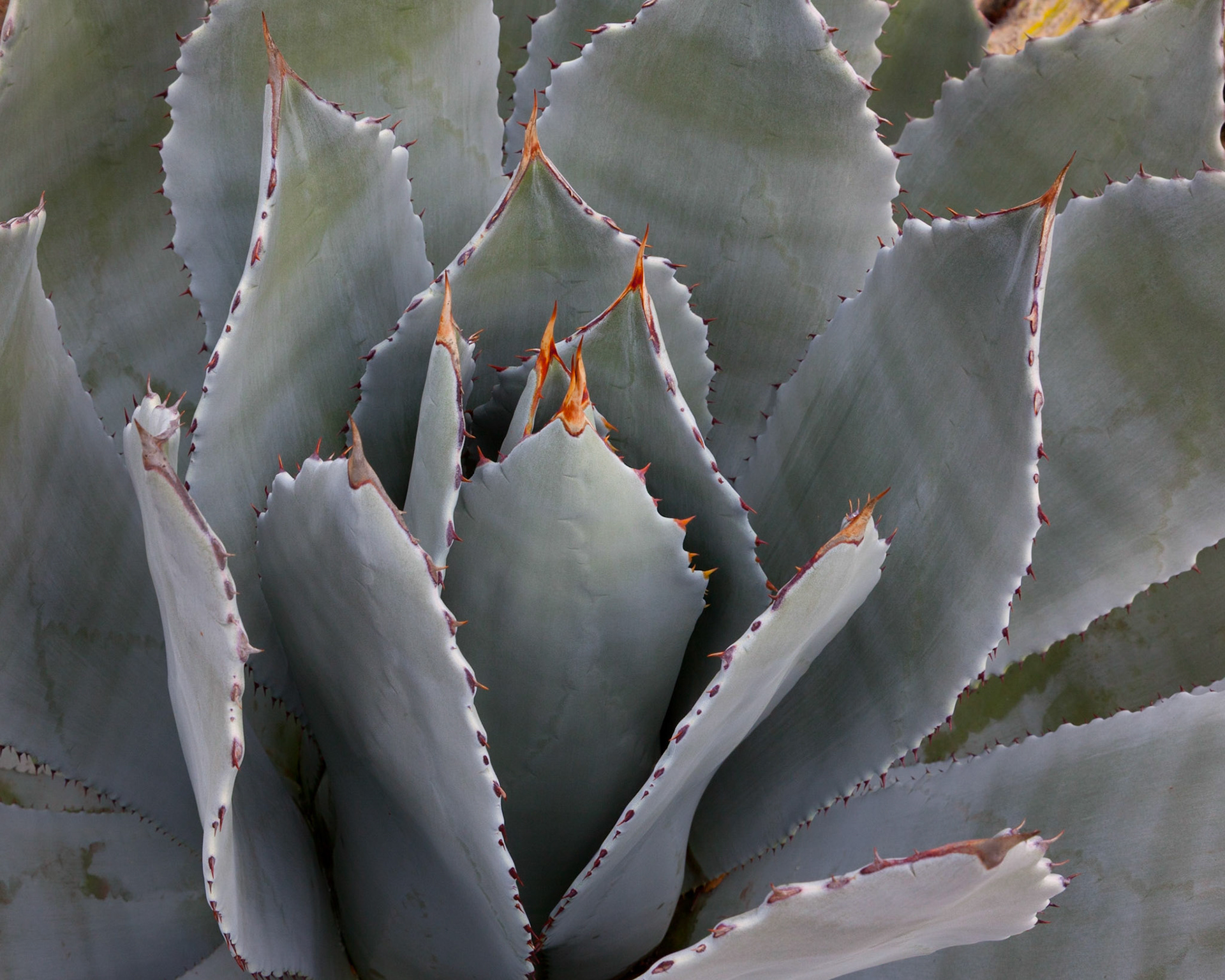 Emerging Spines, Stanford, 2012
