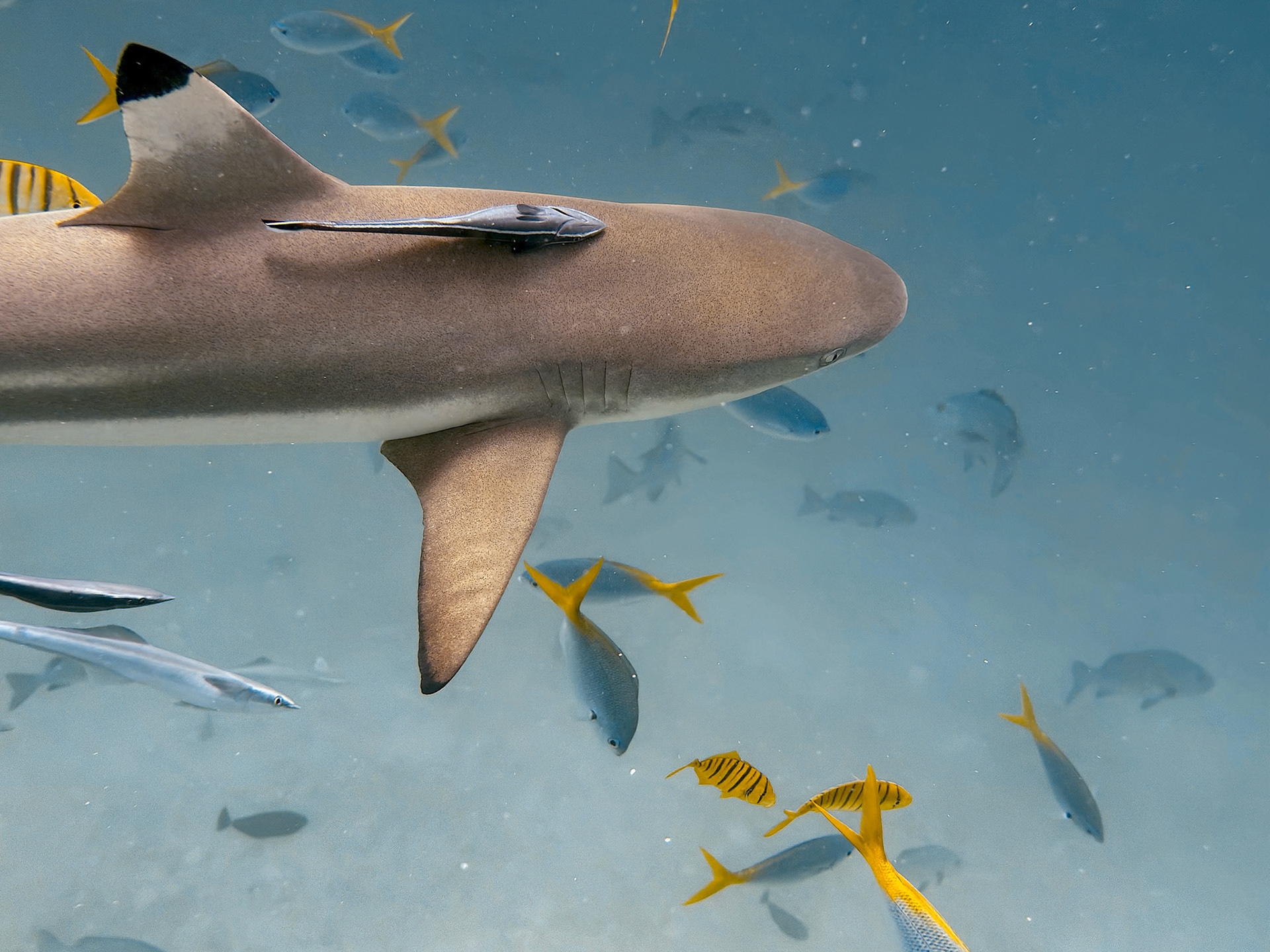 Blacktip shark, Palau, 2024