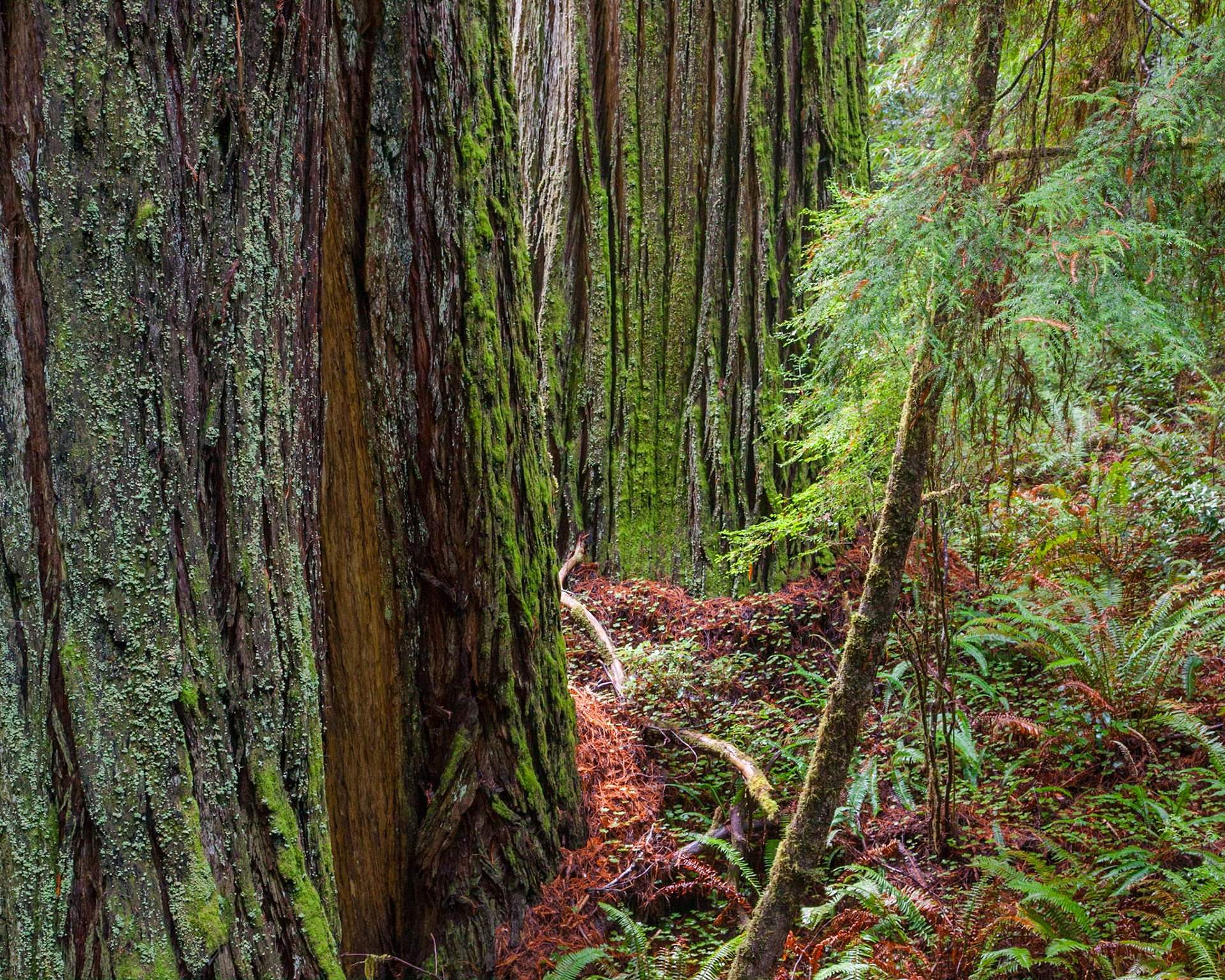 Cathedral, Jedediah Smith, 2012