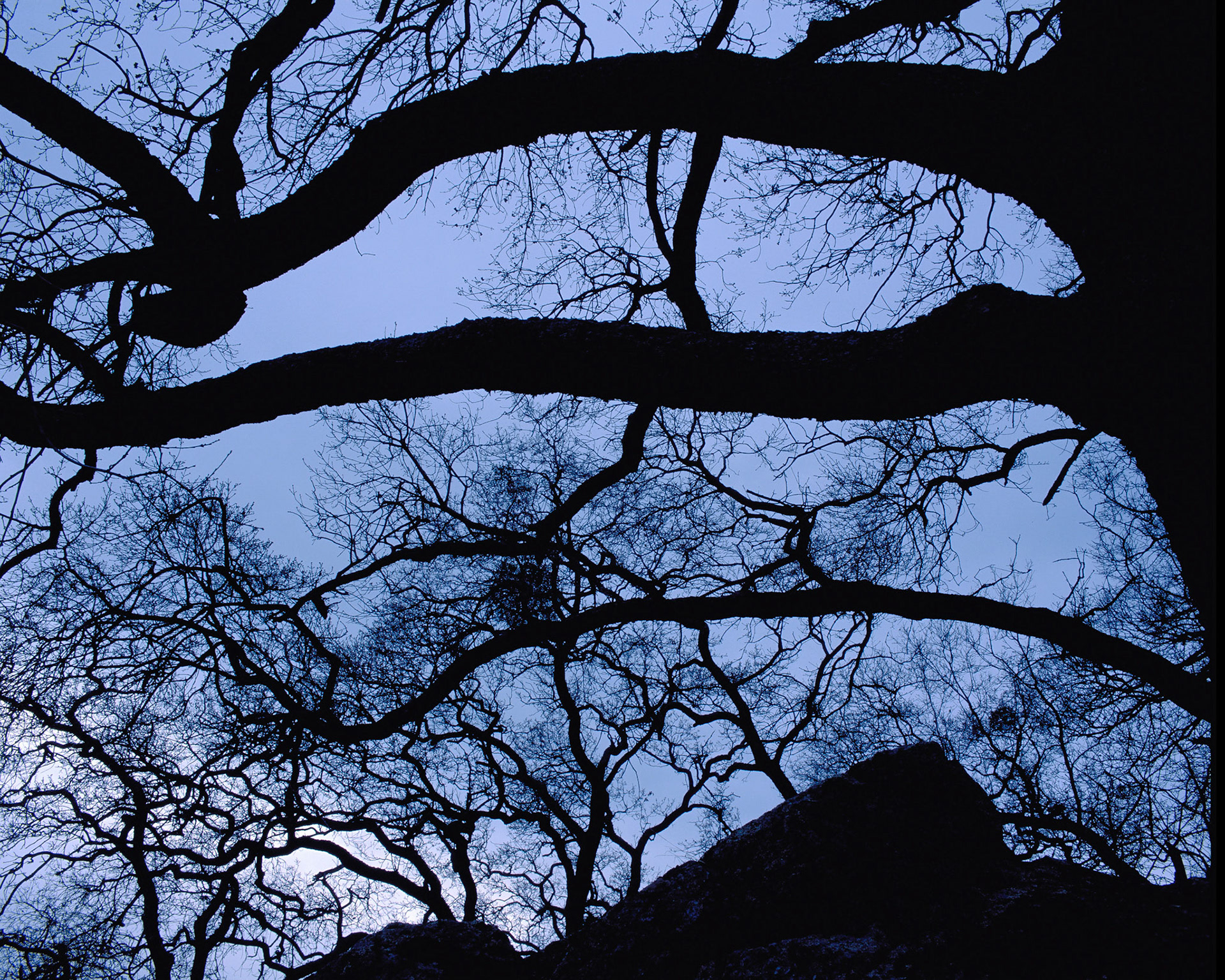 Oak + Sky, Sunol, 2001