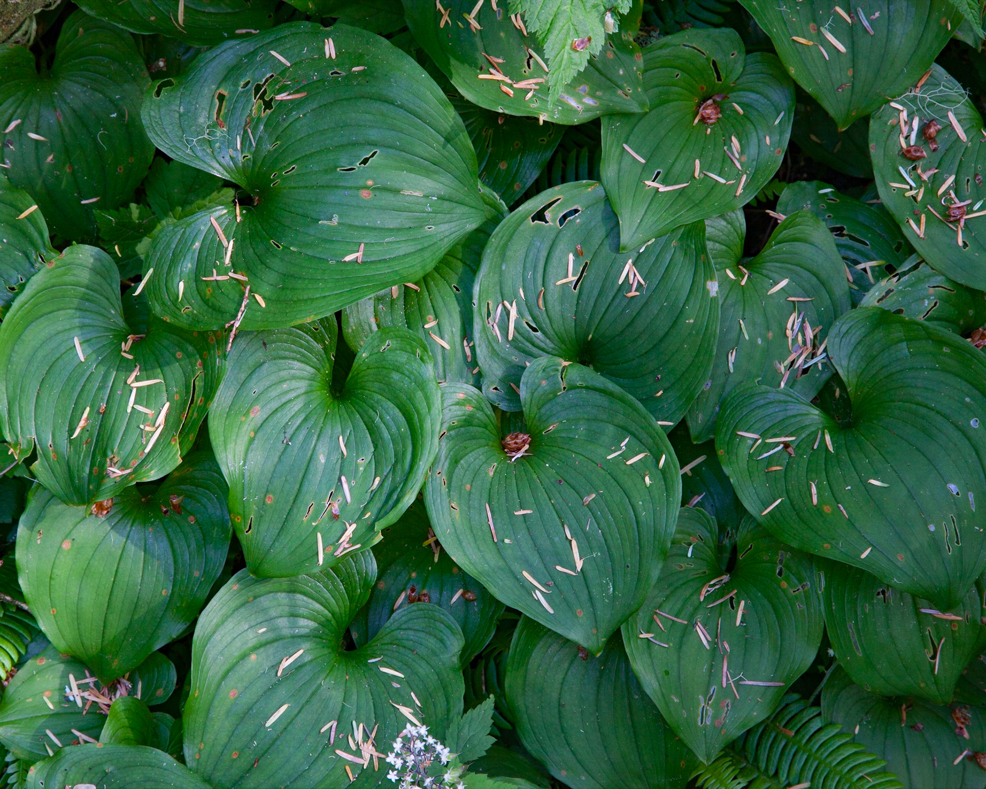Understory, Vancouver Island, 2011
