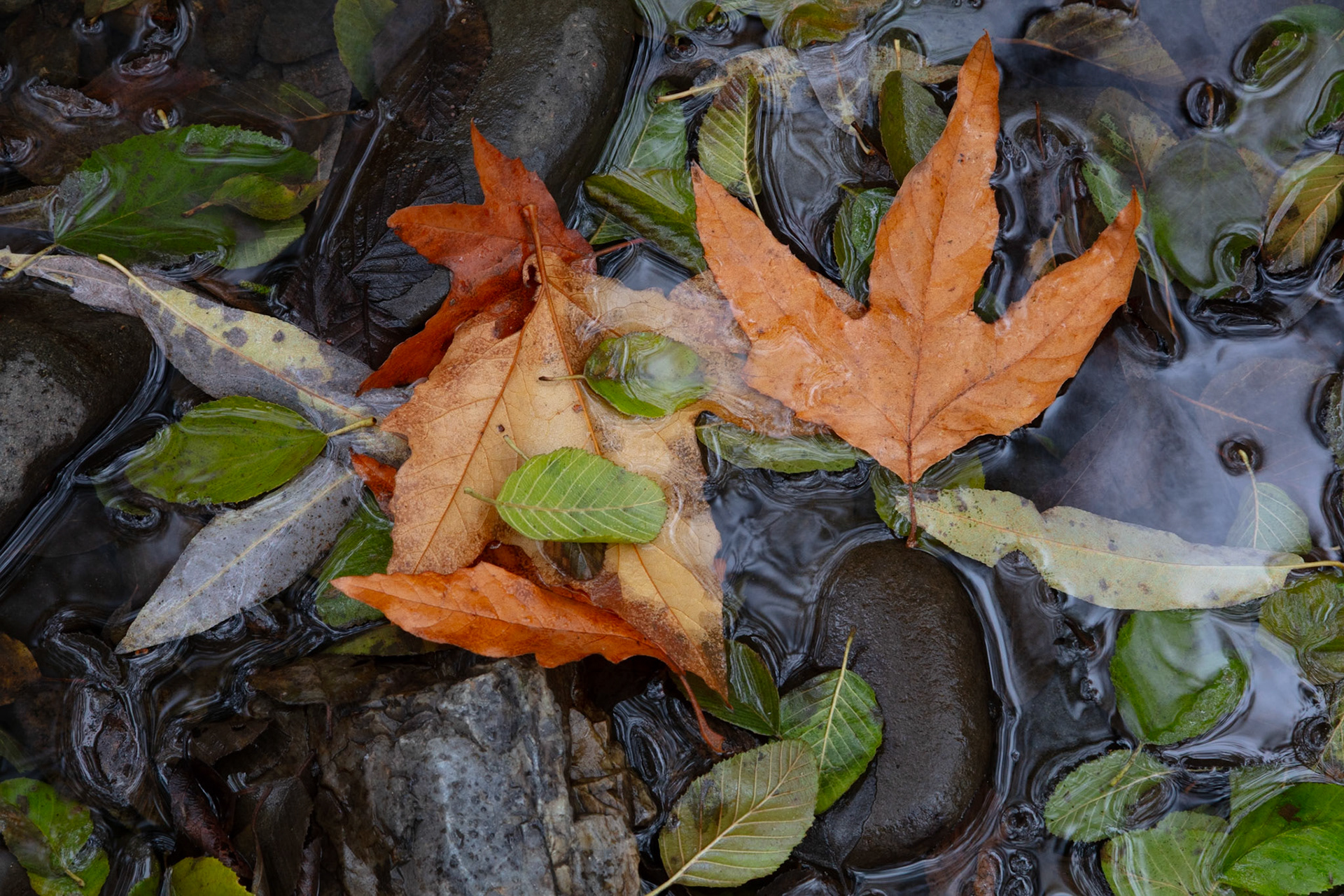 Tableaux, Gazos, 2023