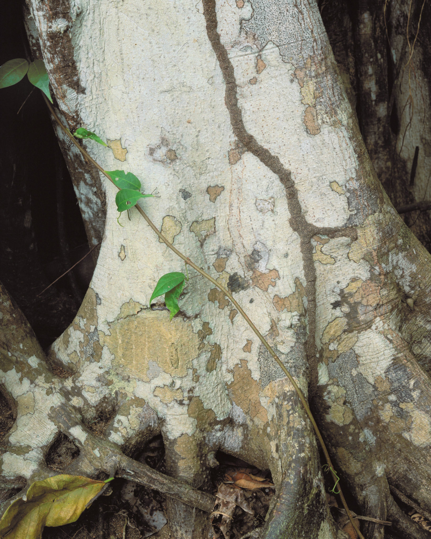 Trunk and Green Vine, Cocolita, 2002