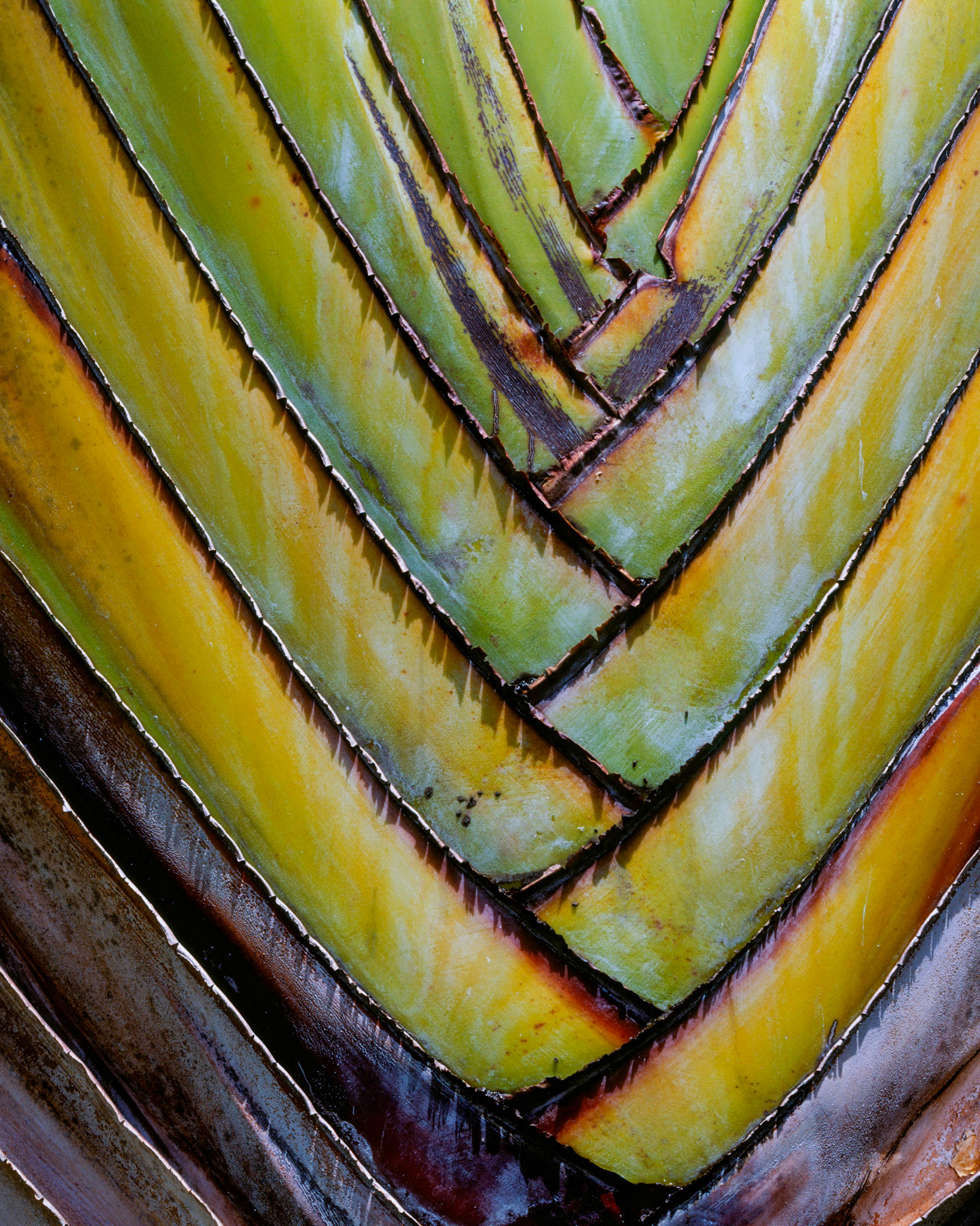 Traveler's Palm, Belize, 2005