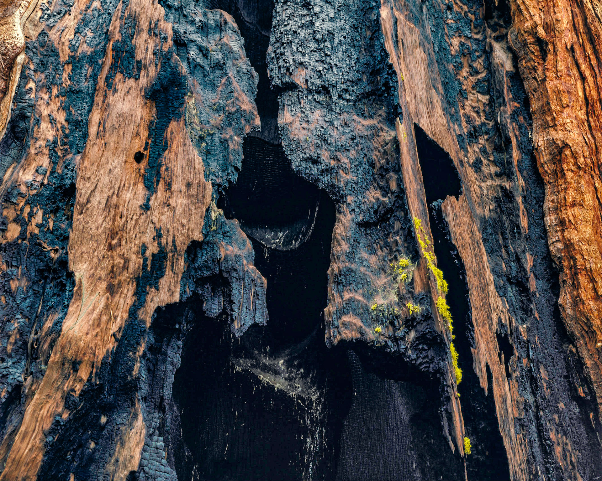 Sempervirens, Sierras, 2003