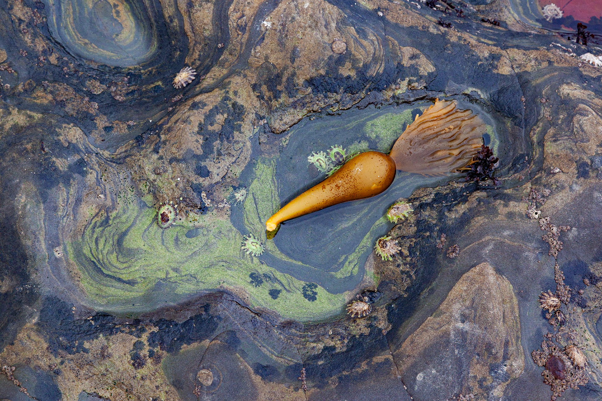 Singular, Point Lobos, 2020