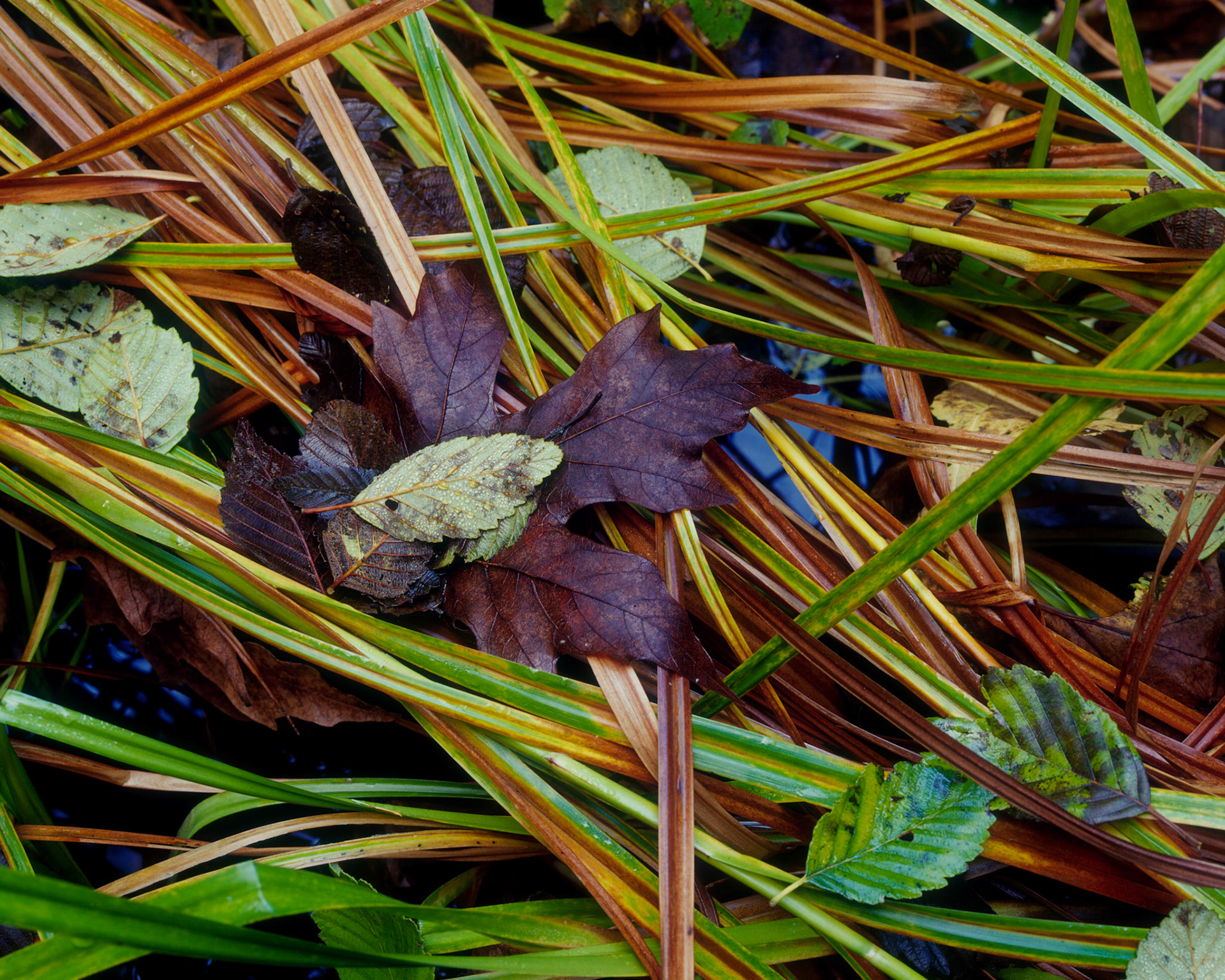 Purple Leaf and Reeds, Gazos Creek, 2009