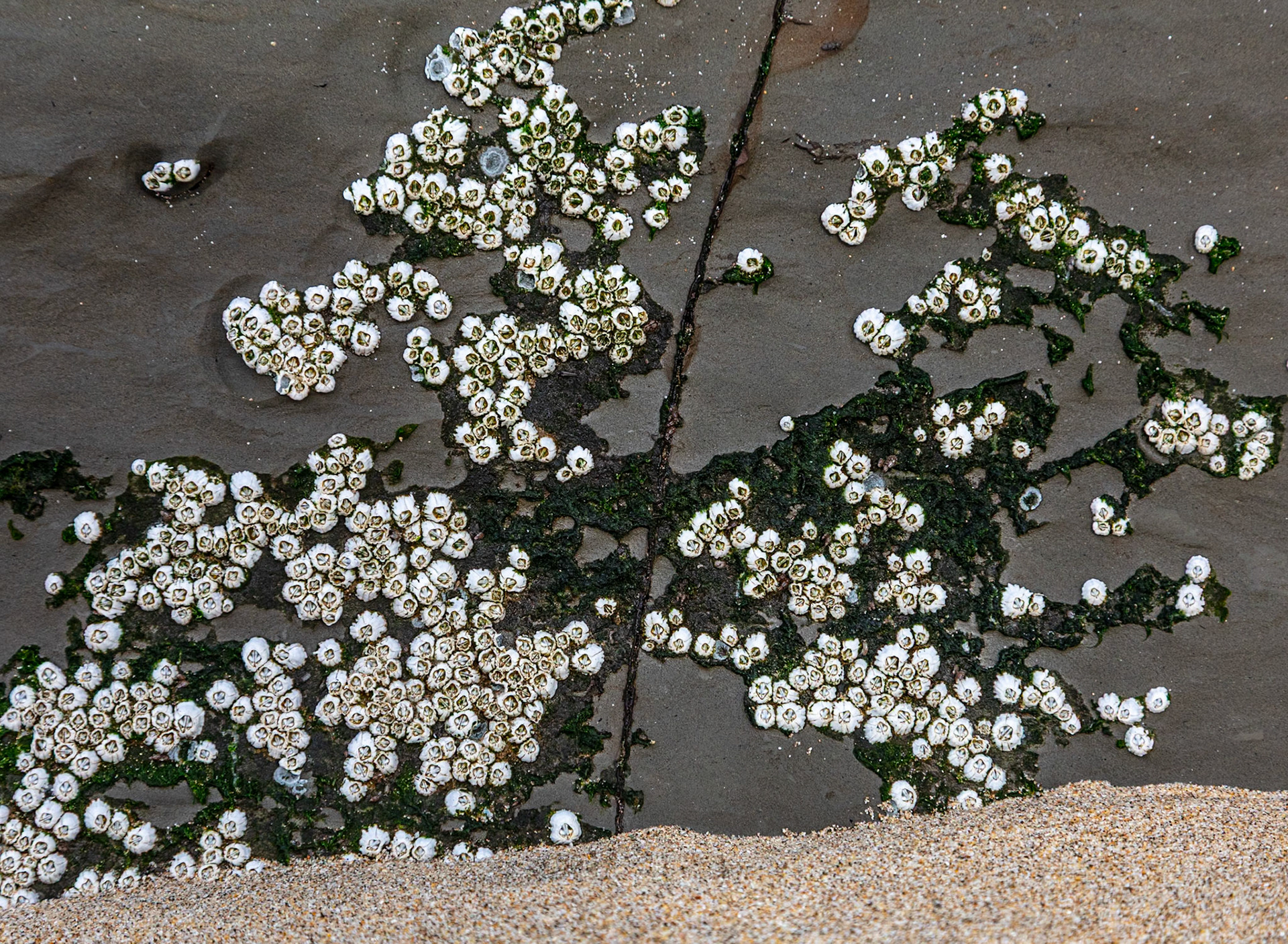 Barnacles, San Gregorio, 2024
