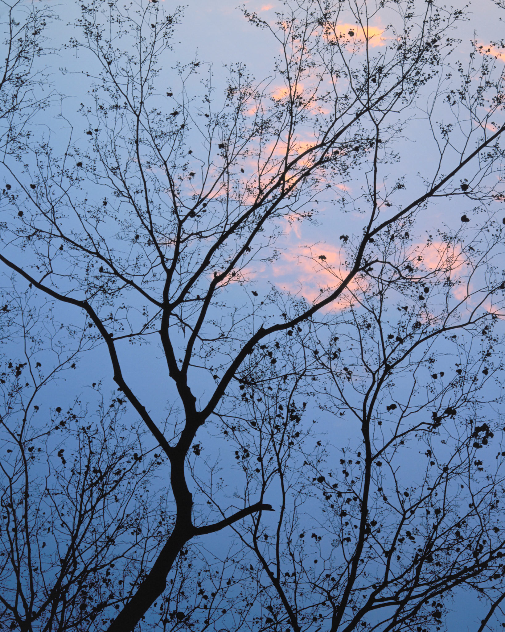 Guanacaste and Blue Sky, Alajuela, 2000
