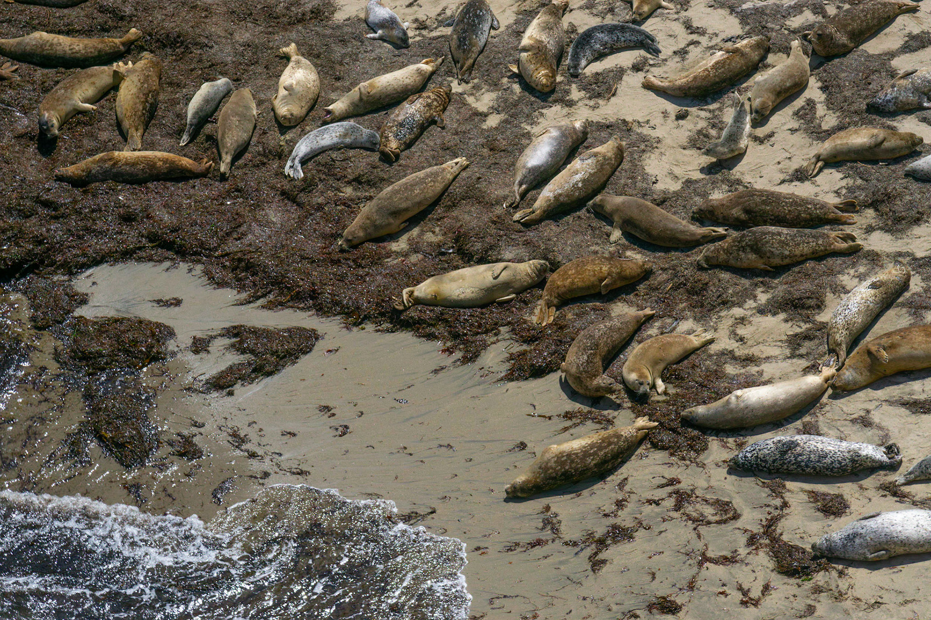 Seals, Wilder Ranch, 2022