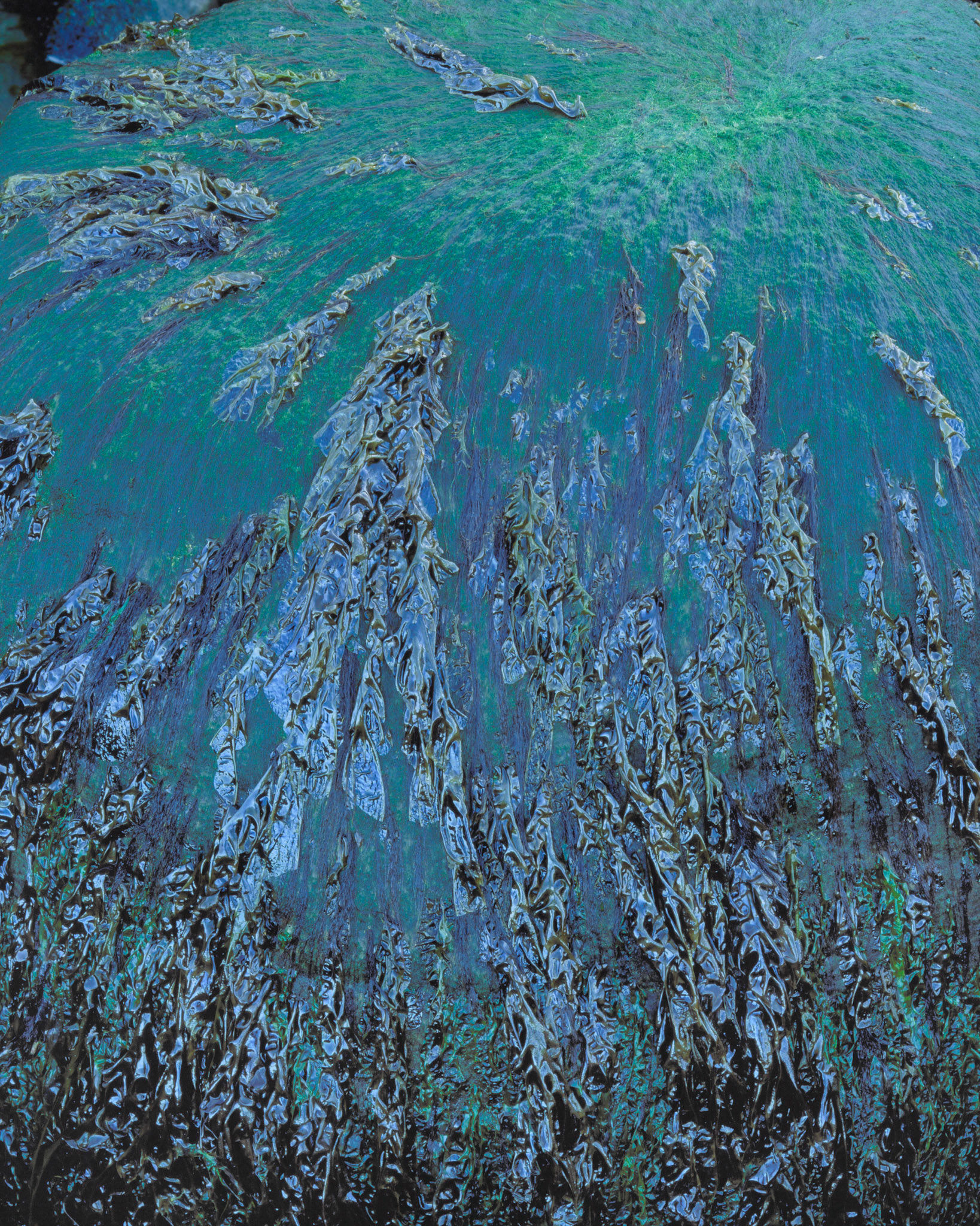 Seaweed on Boulder, Point Arena, 2001