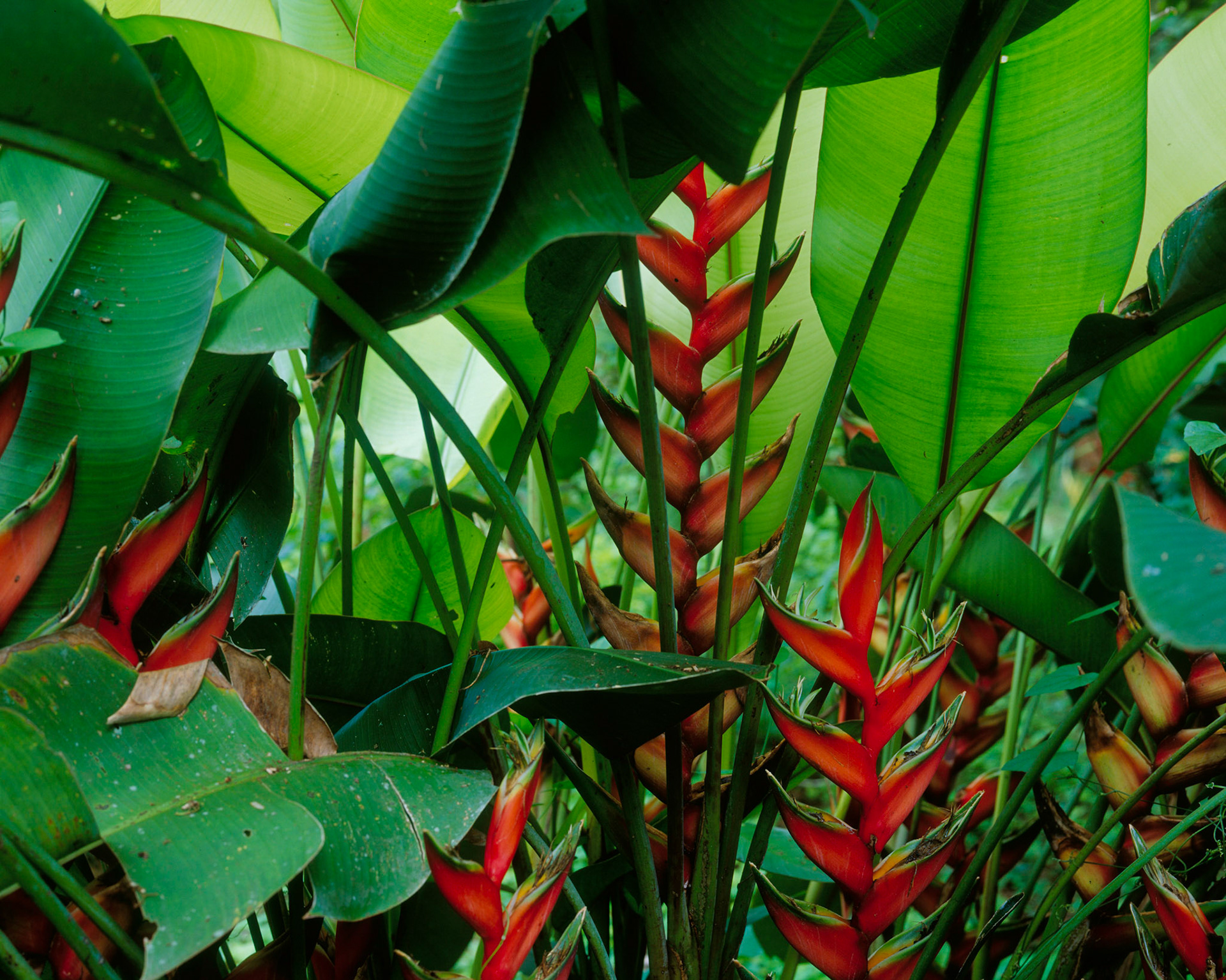 Heliconias, Belize, 2005
