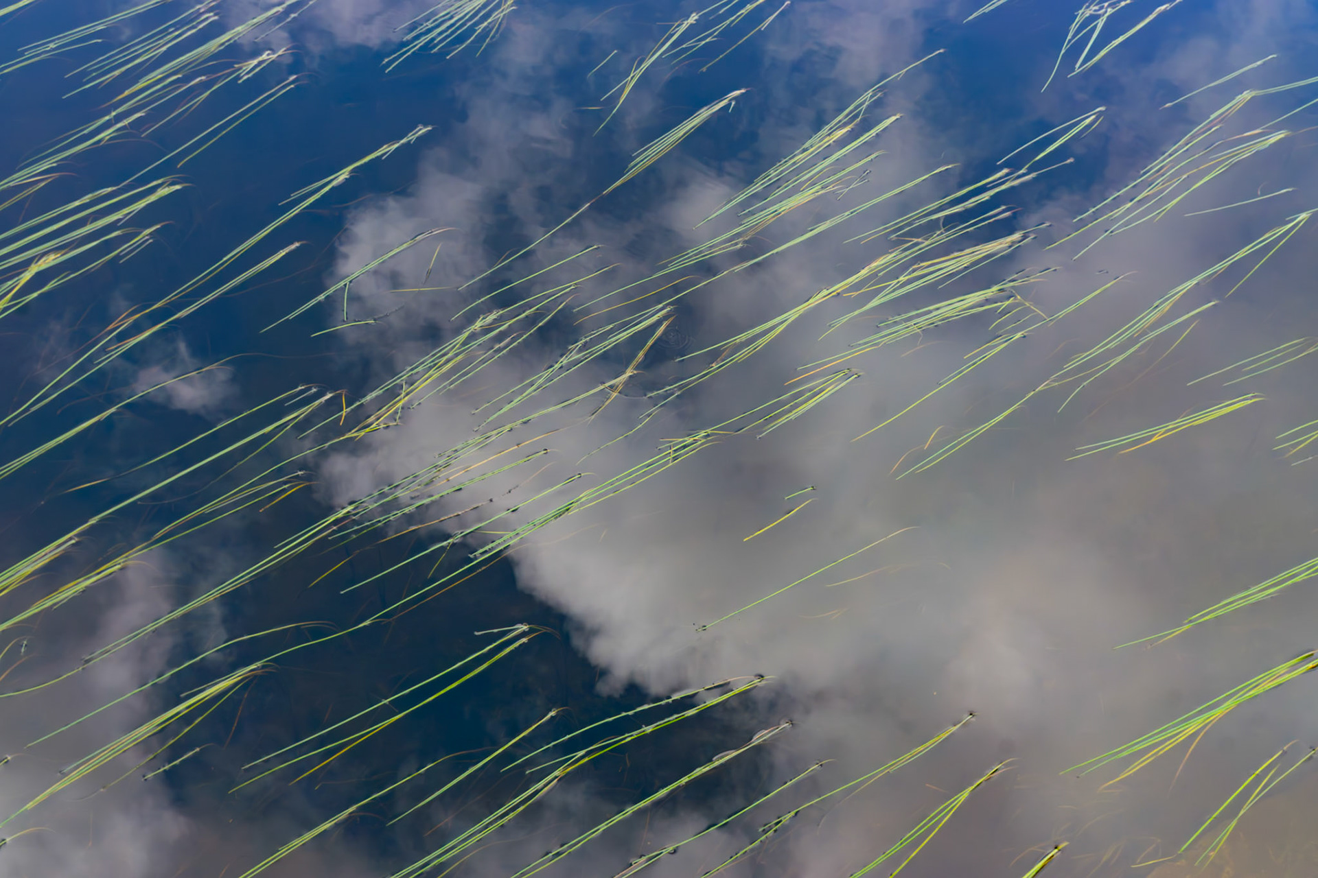 Reeds, Hapgood Pond, 2024
