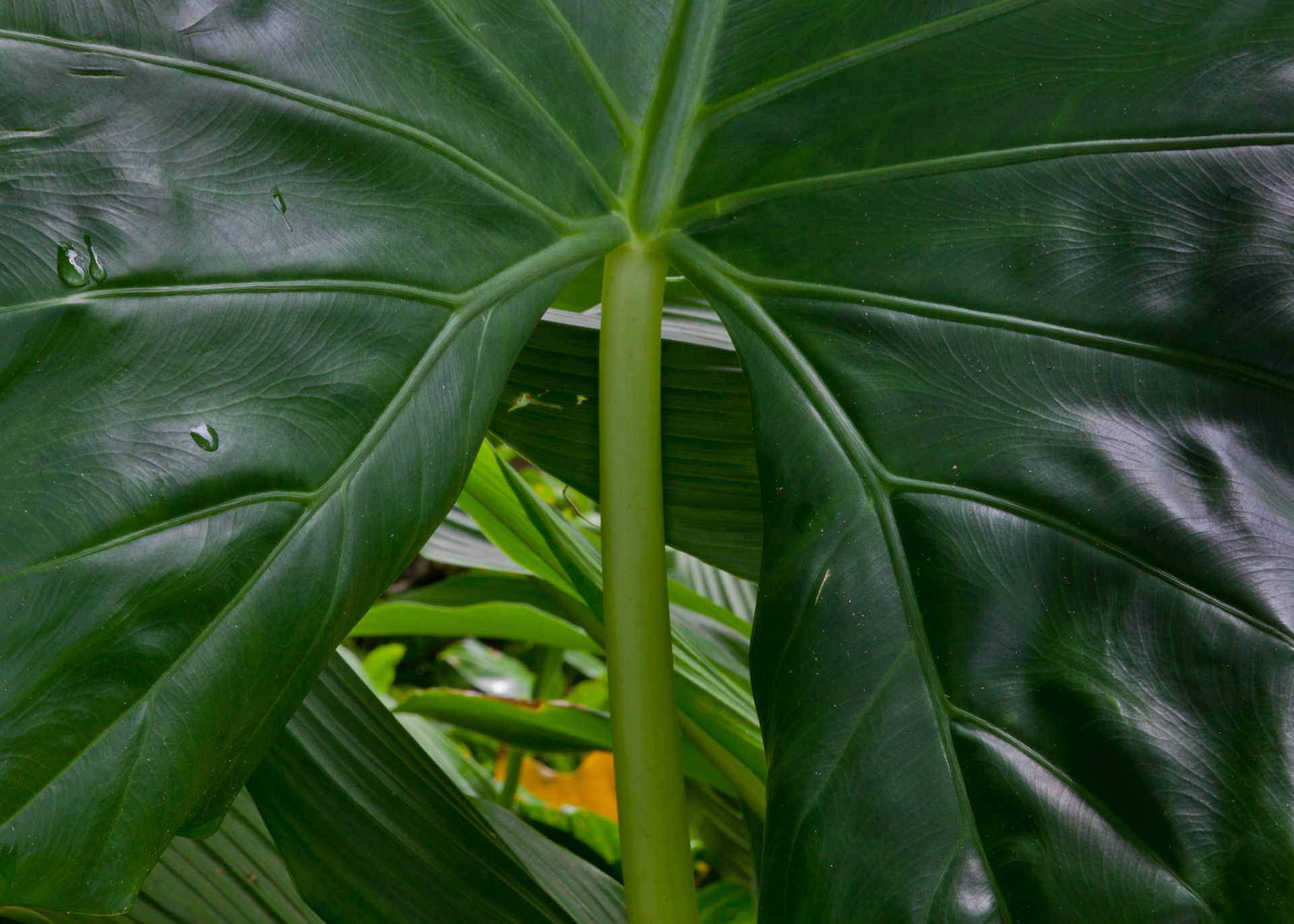 Tropical Portal, Hana, 2010