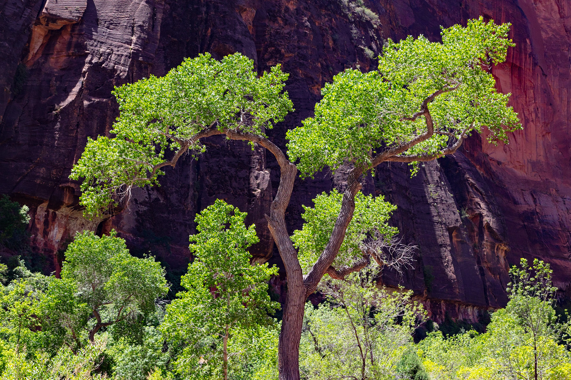 Cottonwood, Zion Canyon, 2022