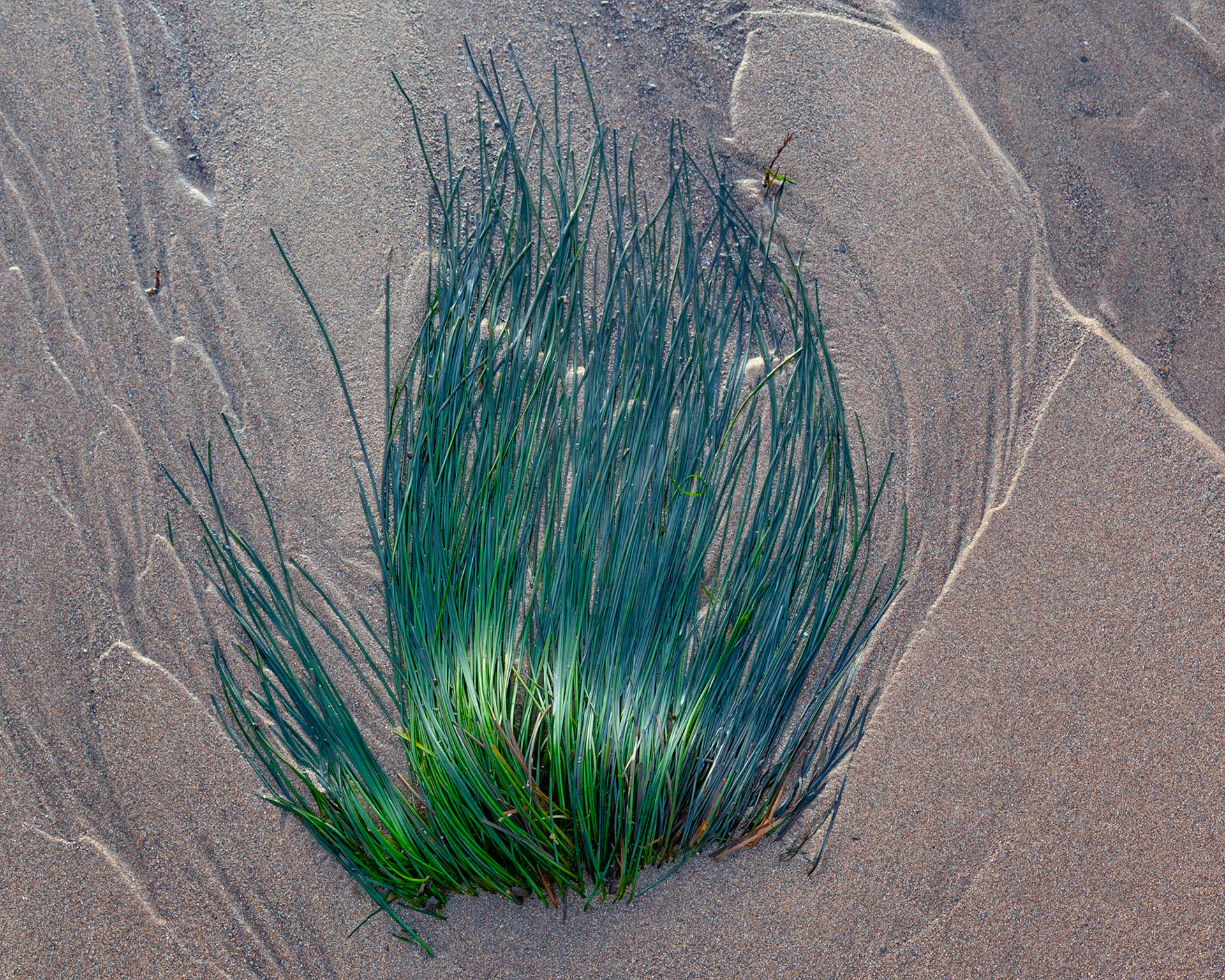 Eel Grass, Point Arena, 2019