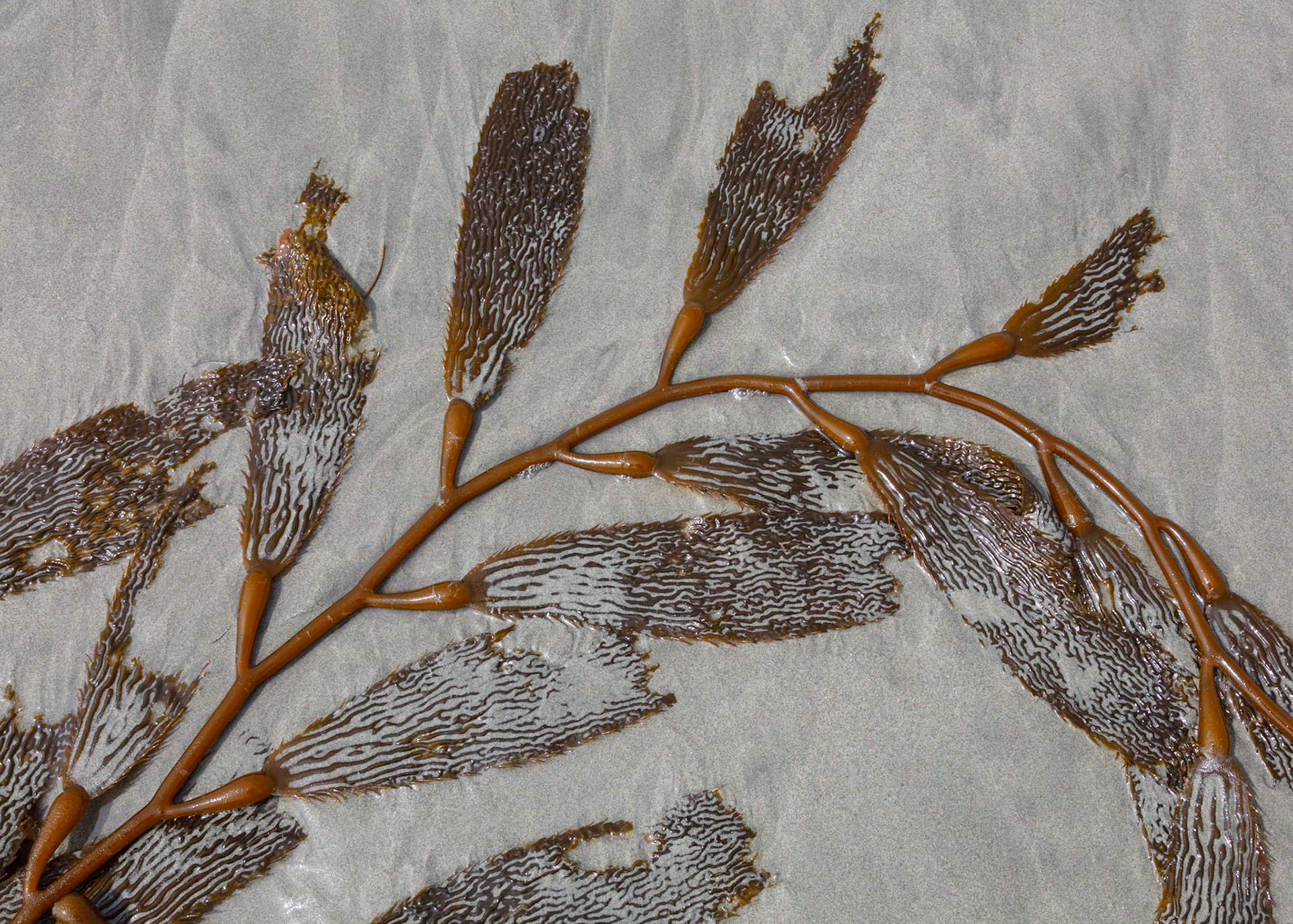 Kelp 2, Sand Dollar Beach, 2022