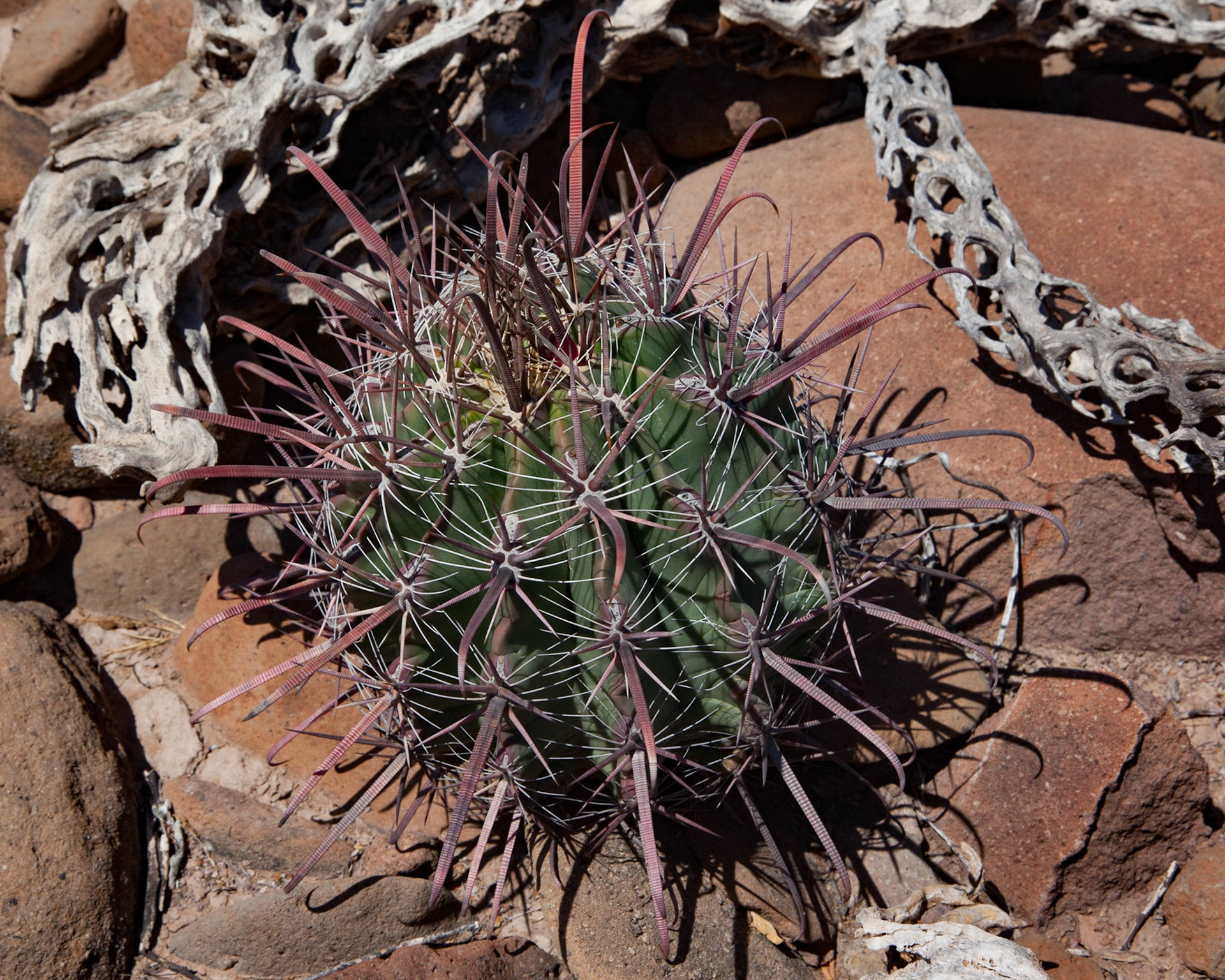 Desert Secret, Baja, 2012