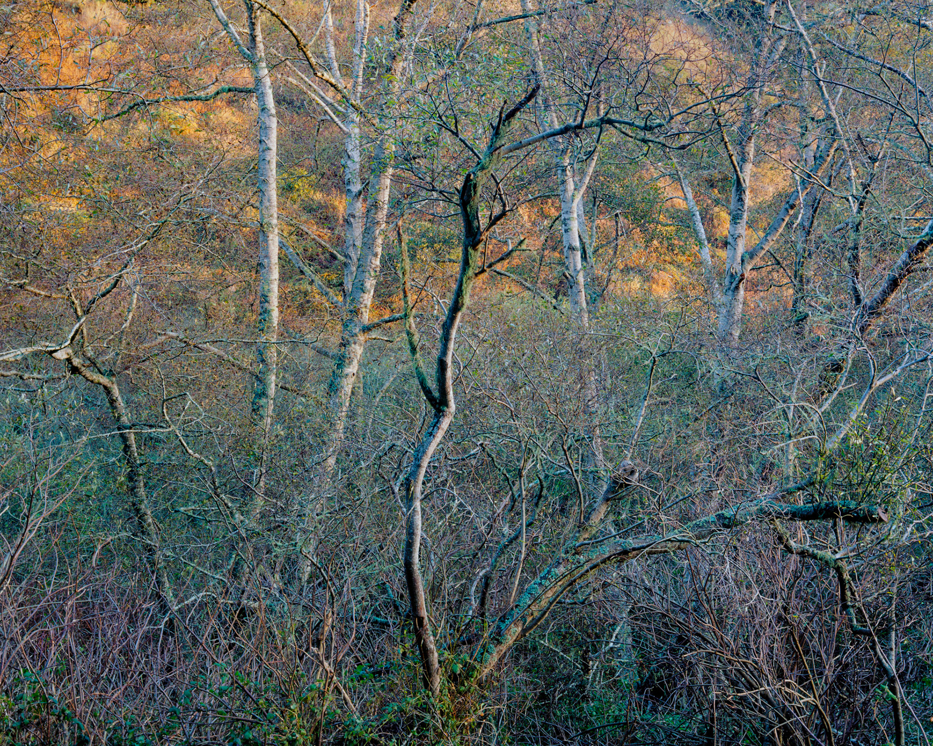 Last Light, Gazos Creek, 2003