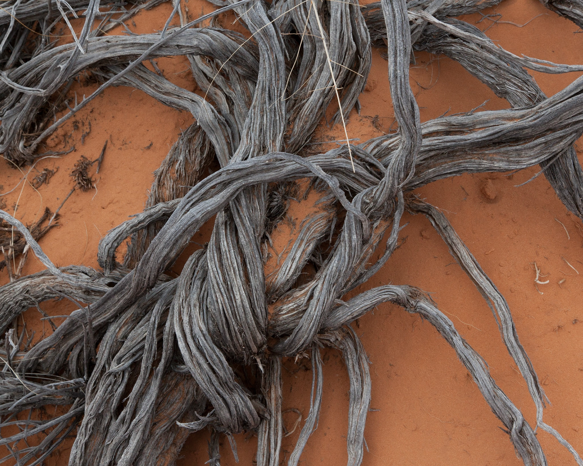 Twisted, Coral Pink Dunes, 2015