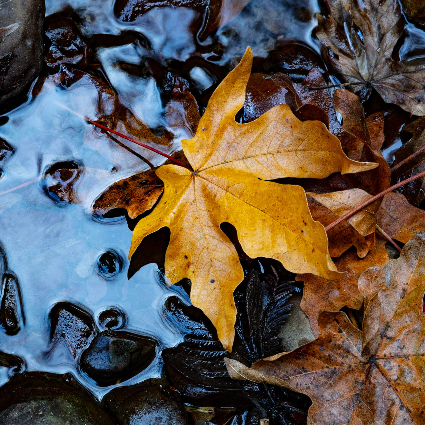 Maple Leaf, Gazos, 2022