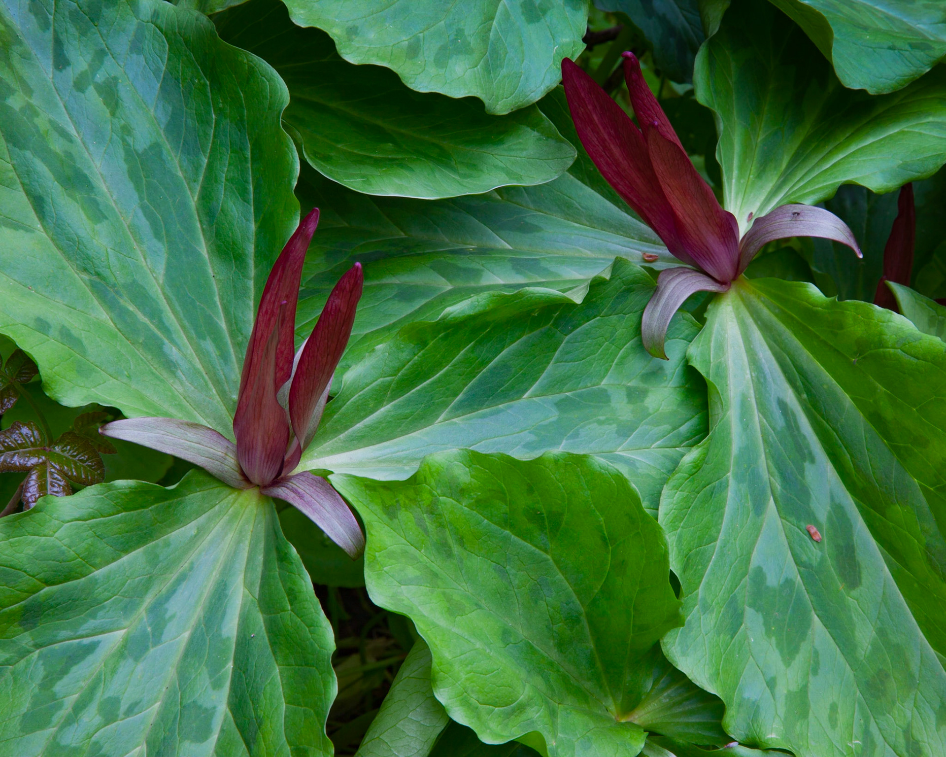 Giant Trillium, Foothills, 2010