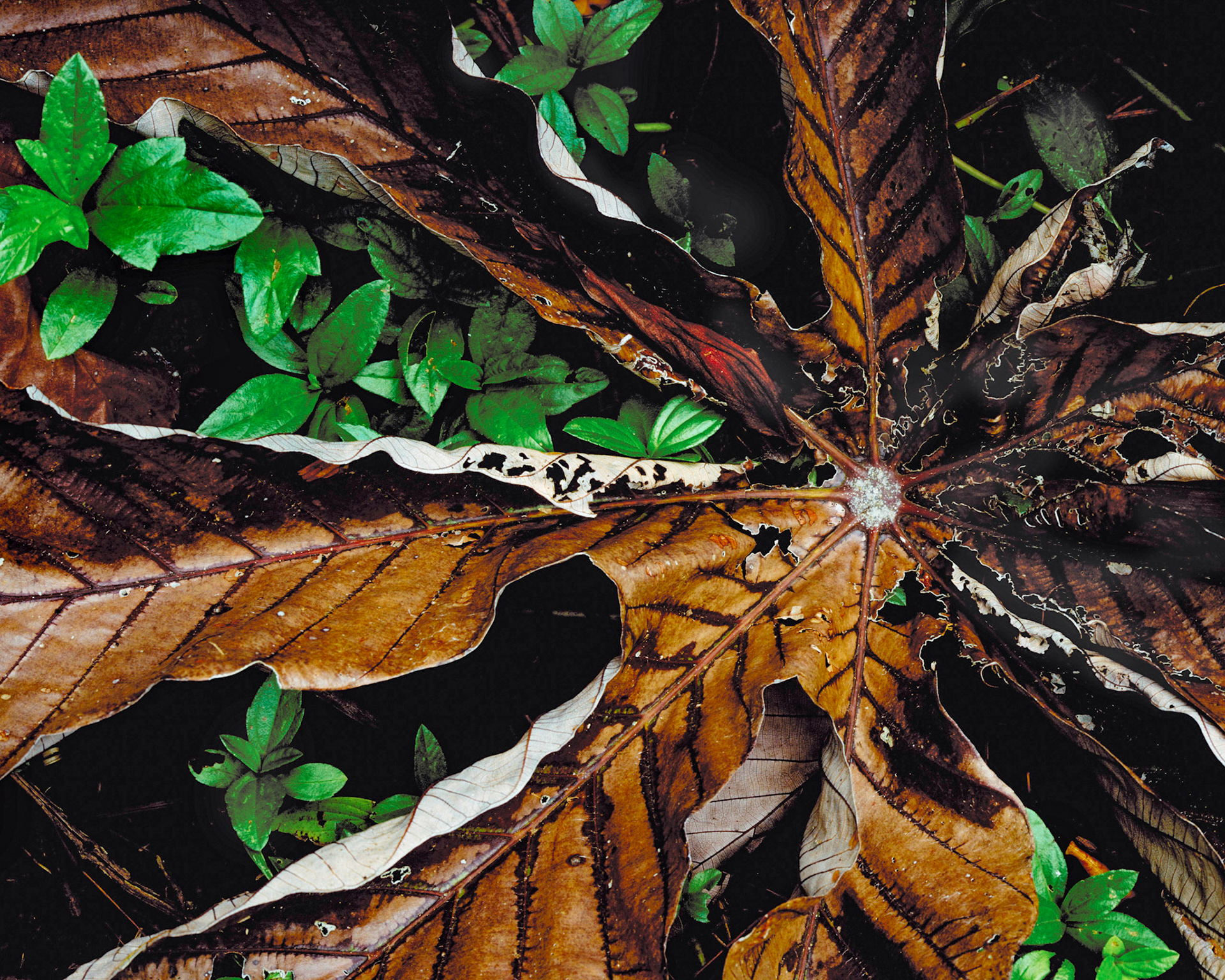 Cecropia, Drake Baya, 2002