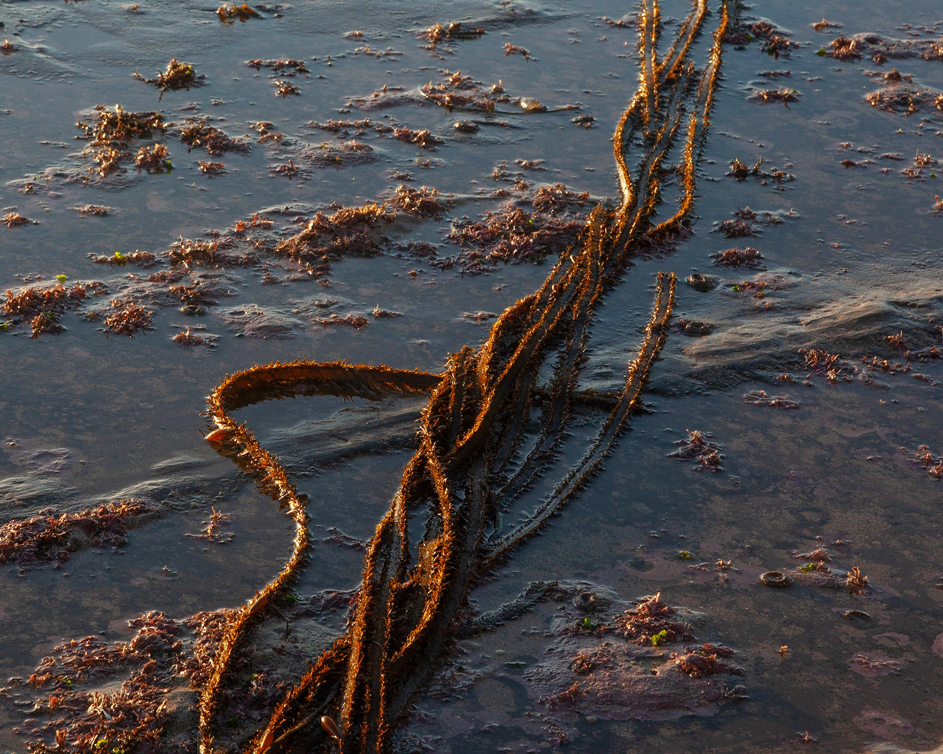 Seaweed, Point Arena, 2019