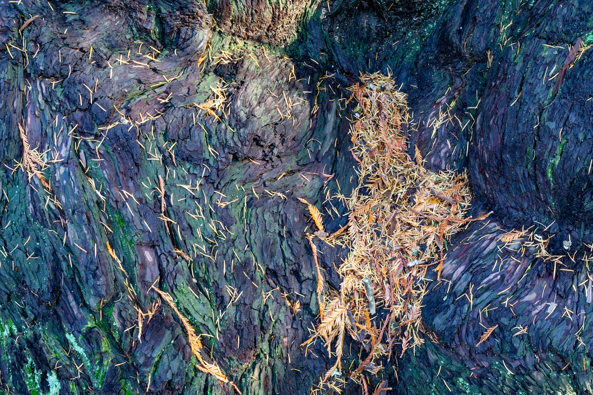 Methuselah Redwood, Skyline, 2022