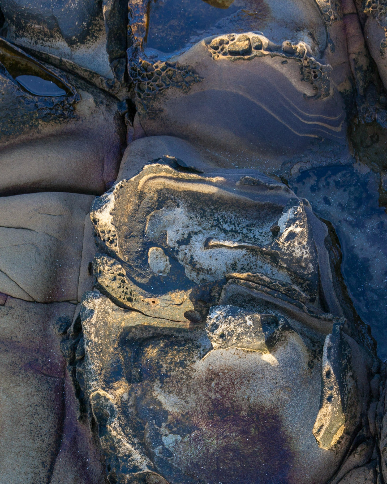 Sunlit, Salt Point, 2015