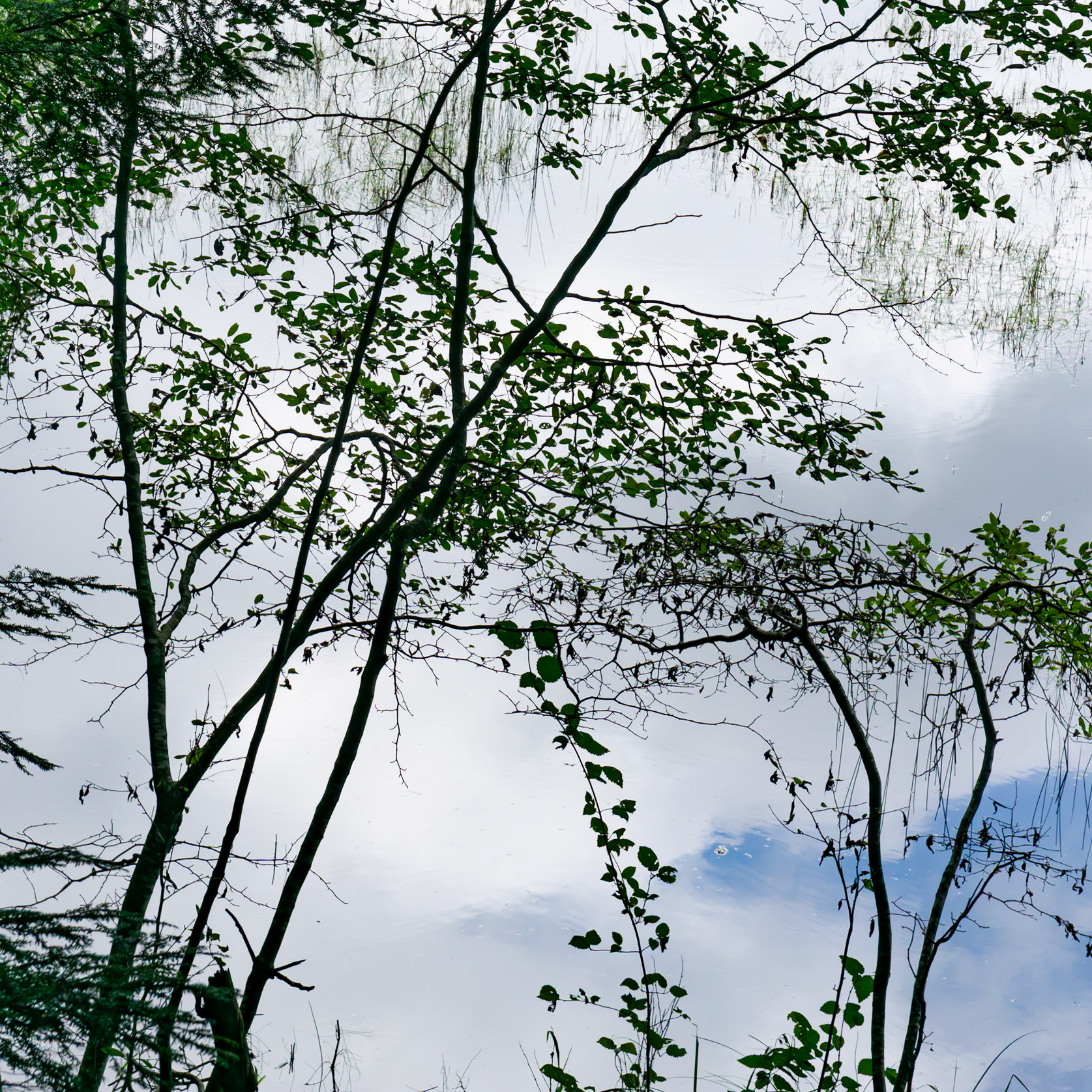 Lakeside, Hapgood Pond, 2024