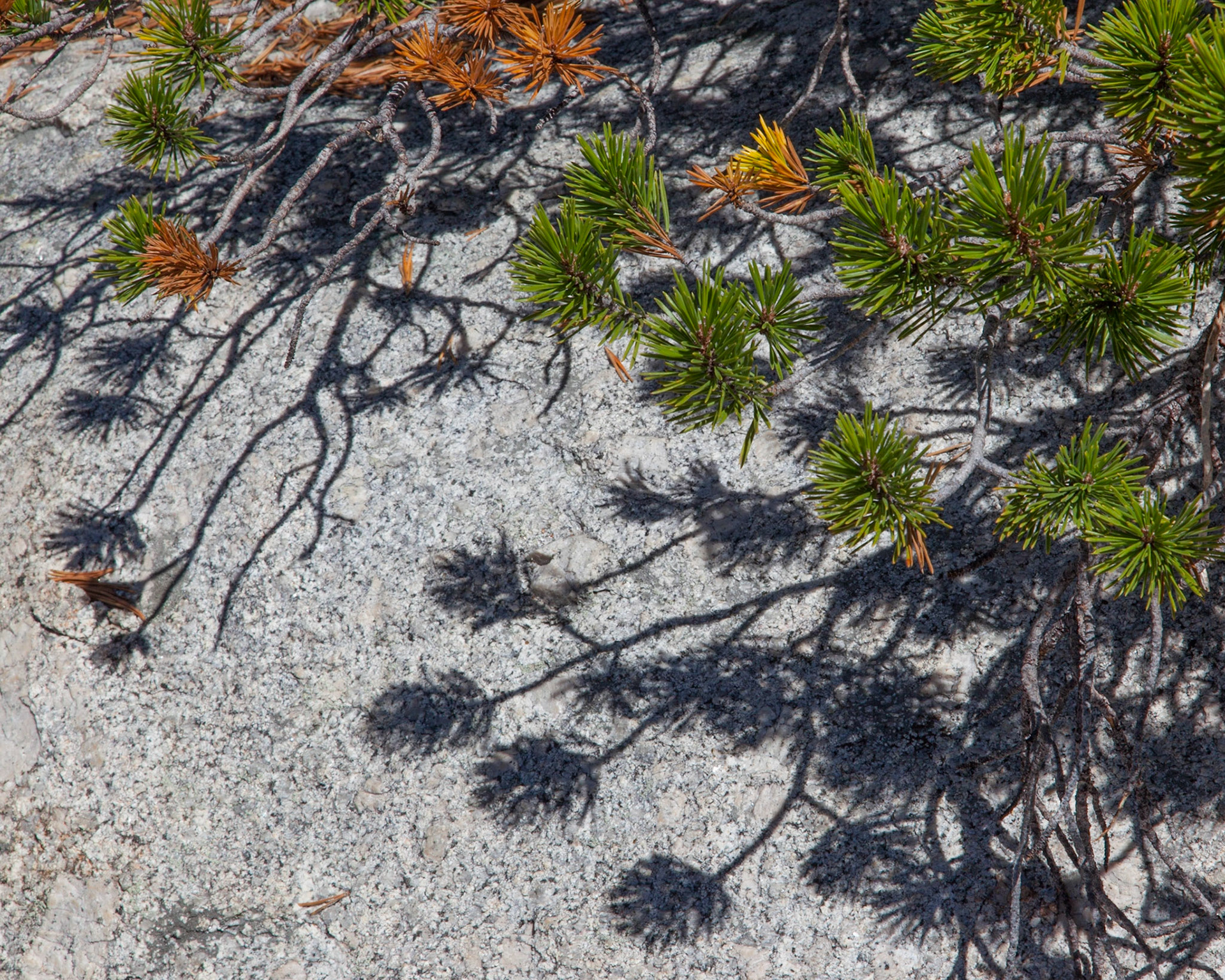 Shadow World, Vogelsang, 2012