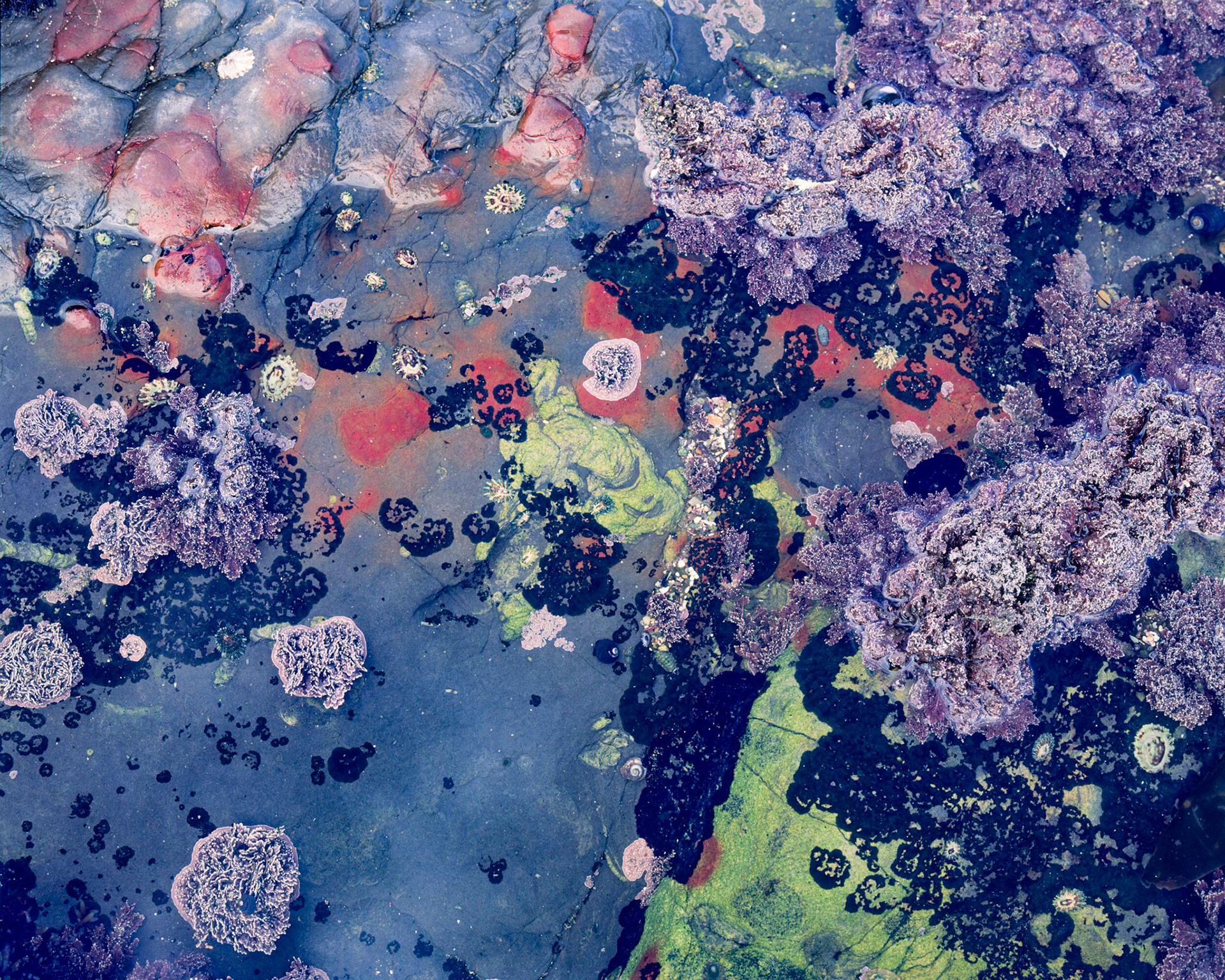 Intertidal Abstract, Point Lobos, 2009