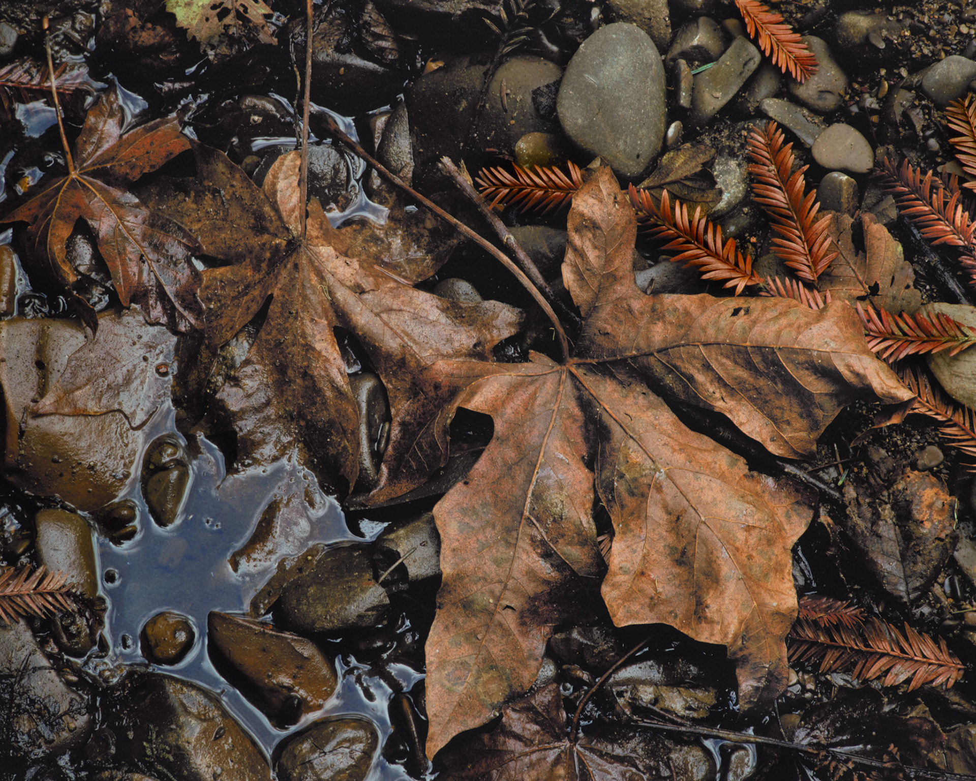 Maple Triad, Gazos Creek